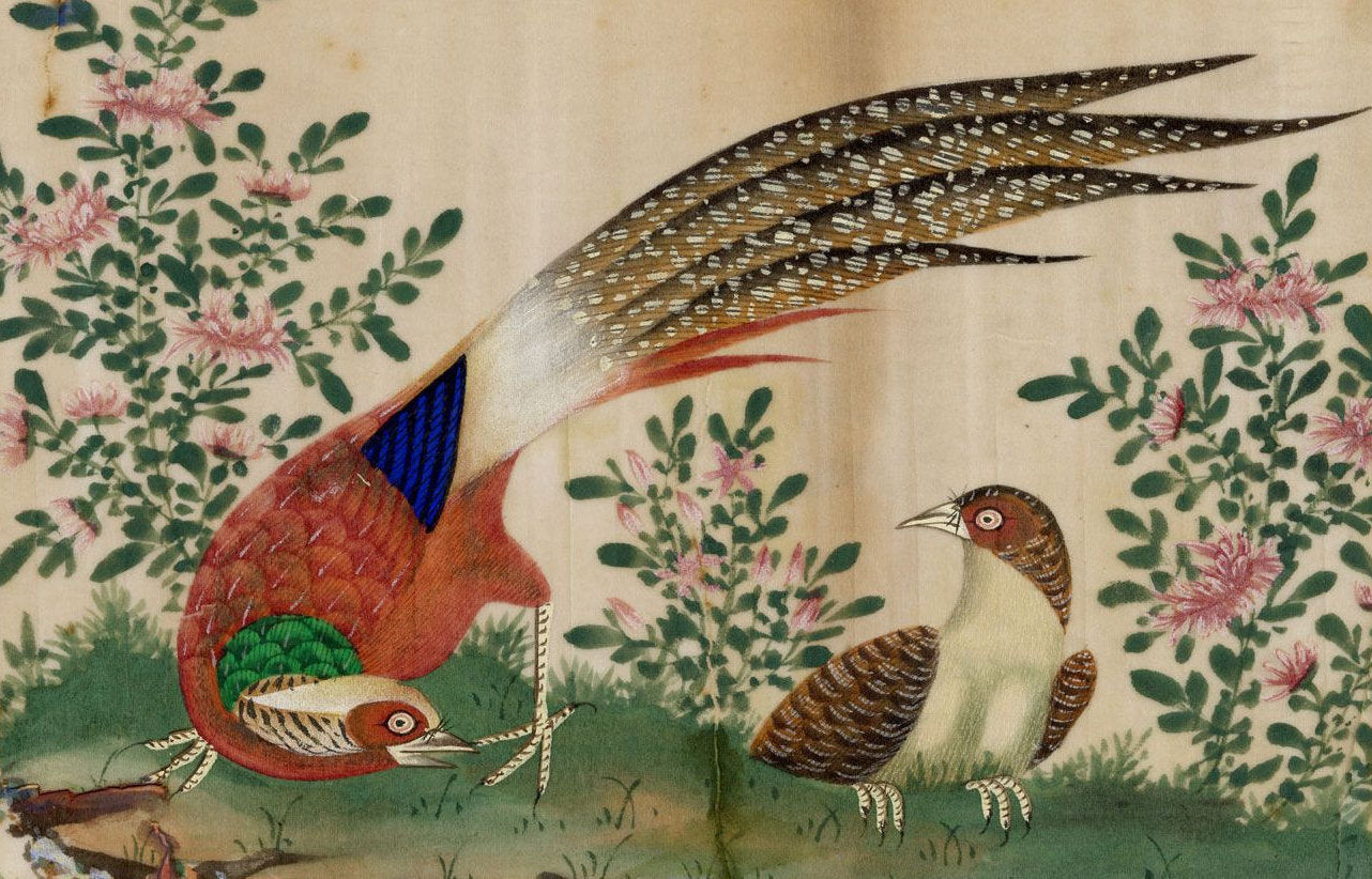 Bird Postcards