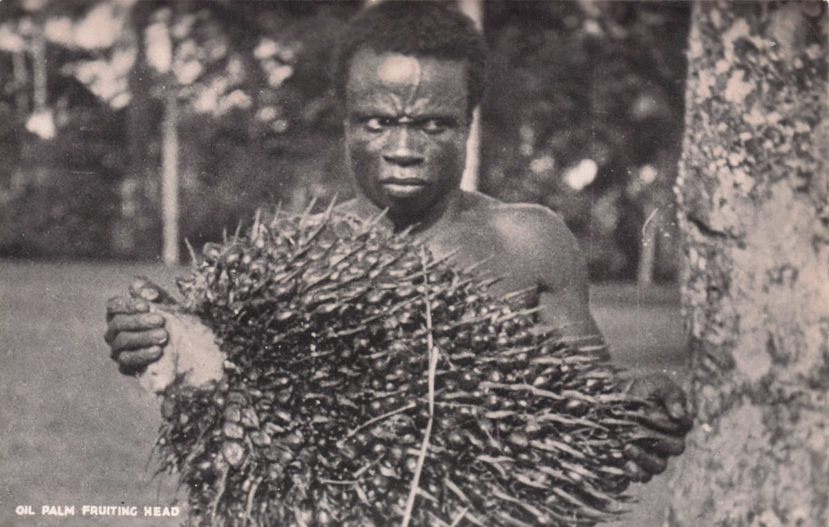 Palm Fruiting Head African Ghana Boy Young Man Labourer Old Postcard