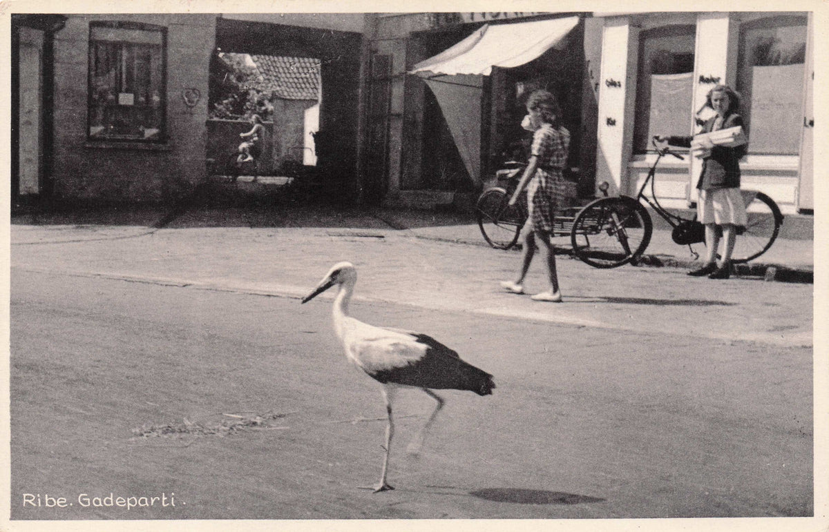 White Stork By Bicycles Cyclists at Ribe Denmark Real Photo Antique Postcard