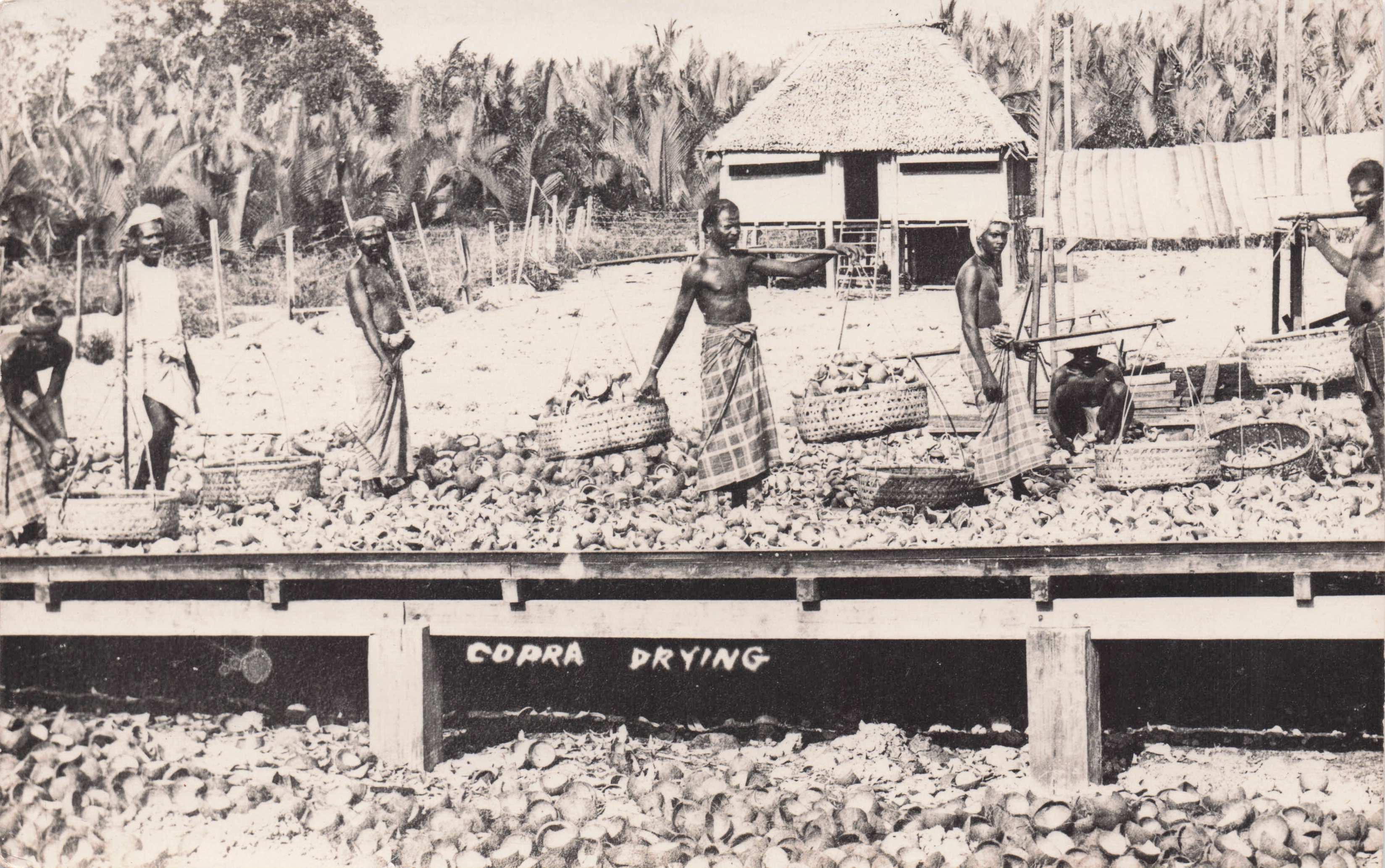 Malaya Women Copra Coconut Drying Antique Malaysia Real Photo Postcard