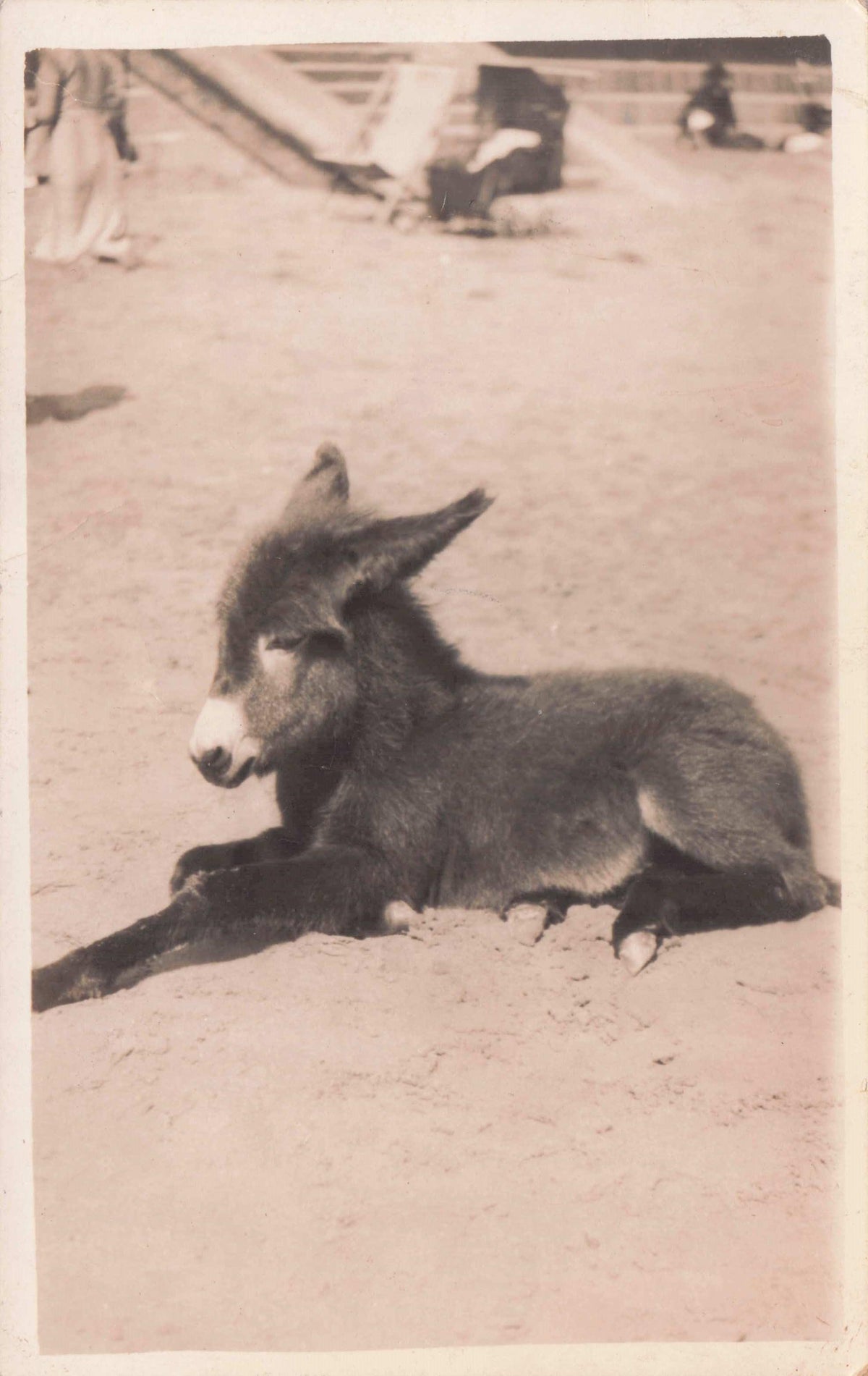Scarborough Baby Pony Resting On Beach Yorkshire Antique Real Photo Postcard