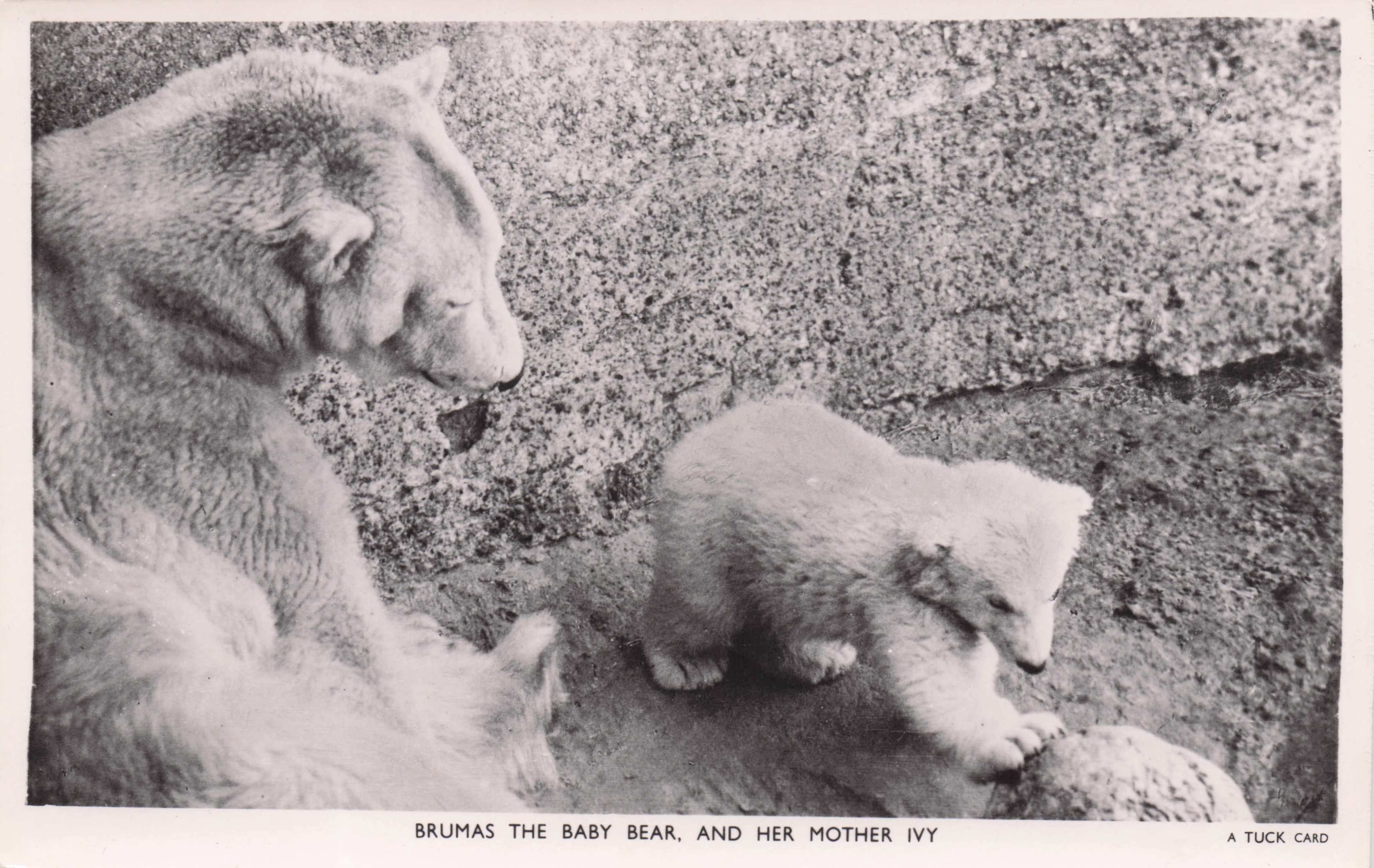 Brumus The Baby Polar Bear Vintage Tucks Celebrity Animal RPC Old Postcard