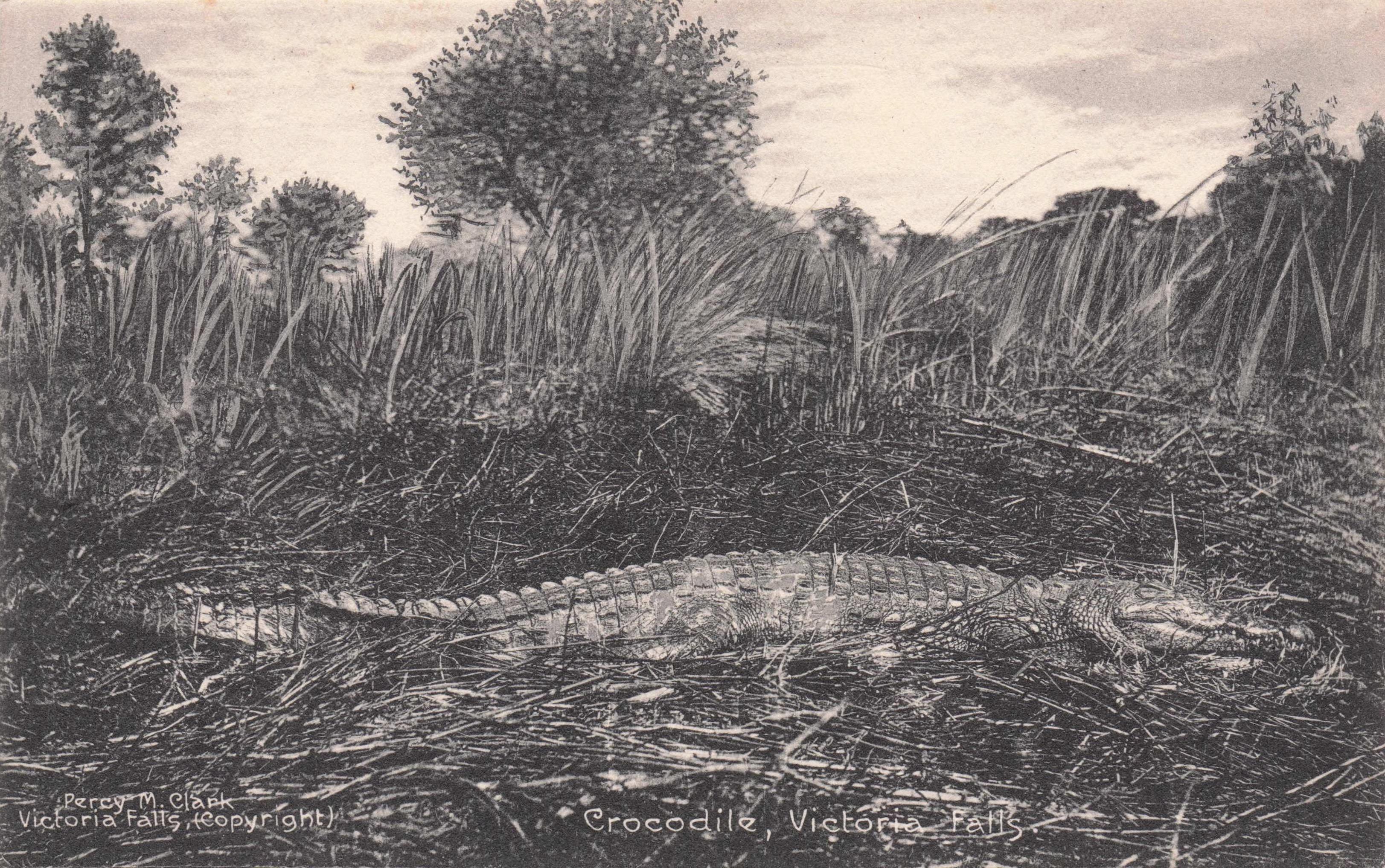 Victoria Falls Crocodile Zambia Africa Antique Reptile Postcard