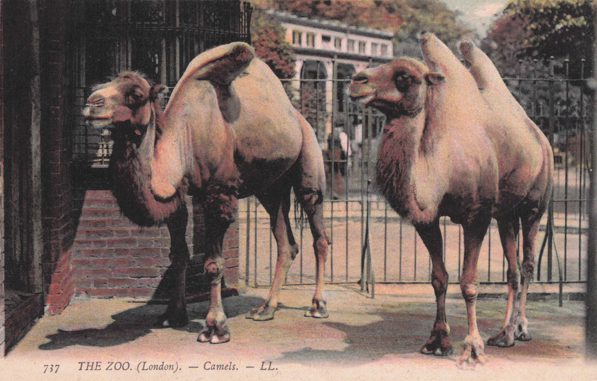Camels at London Zoo Gates Rare Antique Postcard
