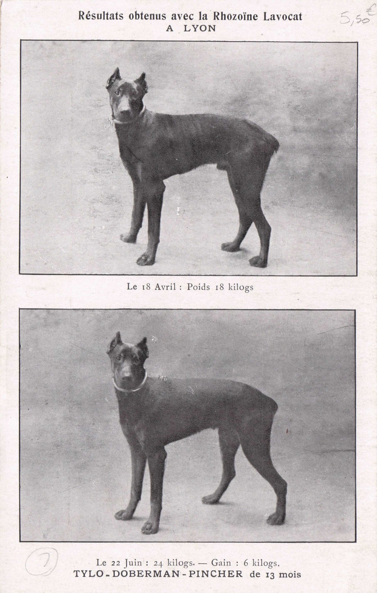 Doberman Pincher Dog Lyon France Rhozoine Lavocat Breeding Old Postcard