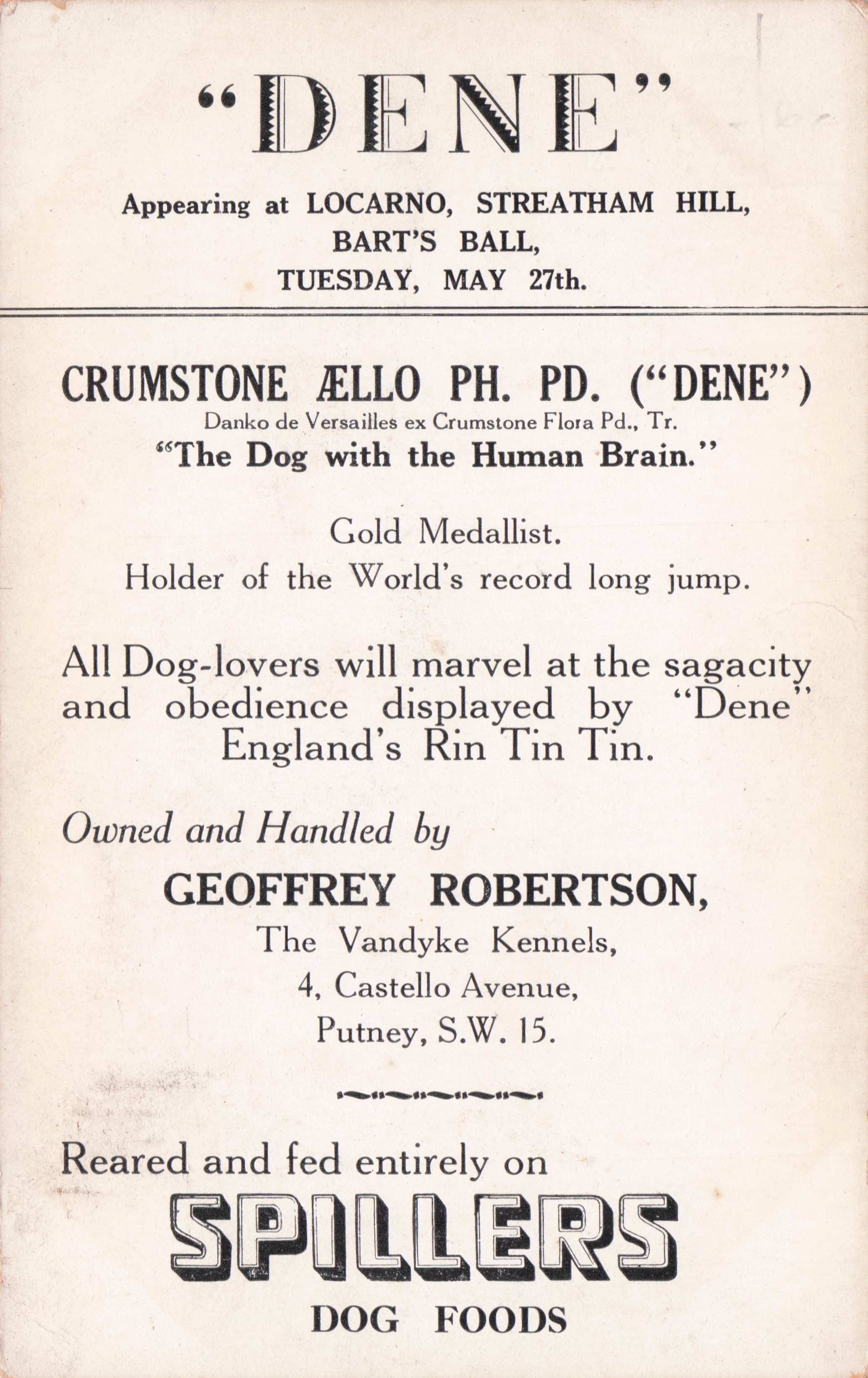 Dene The Canine Wonder Performing Theatre Putney Dog Antique Postcard