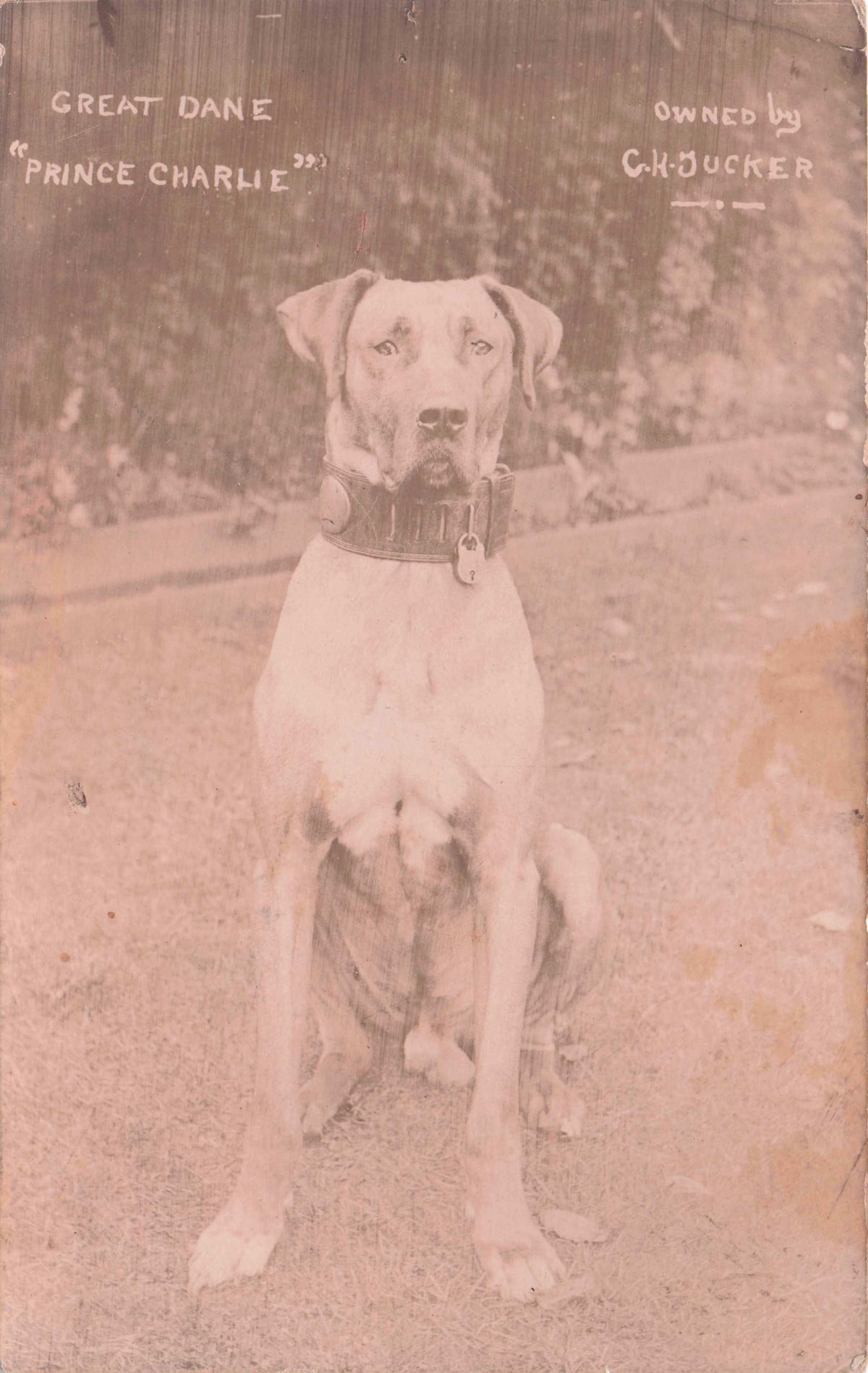 Prince Charles Charlie Great Dane King Dog Breeder Gravesend Kent Old Postcard