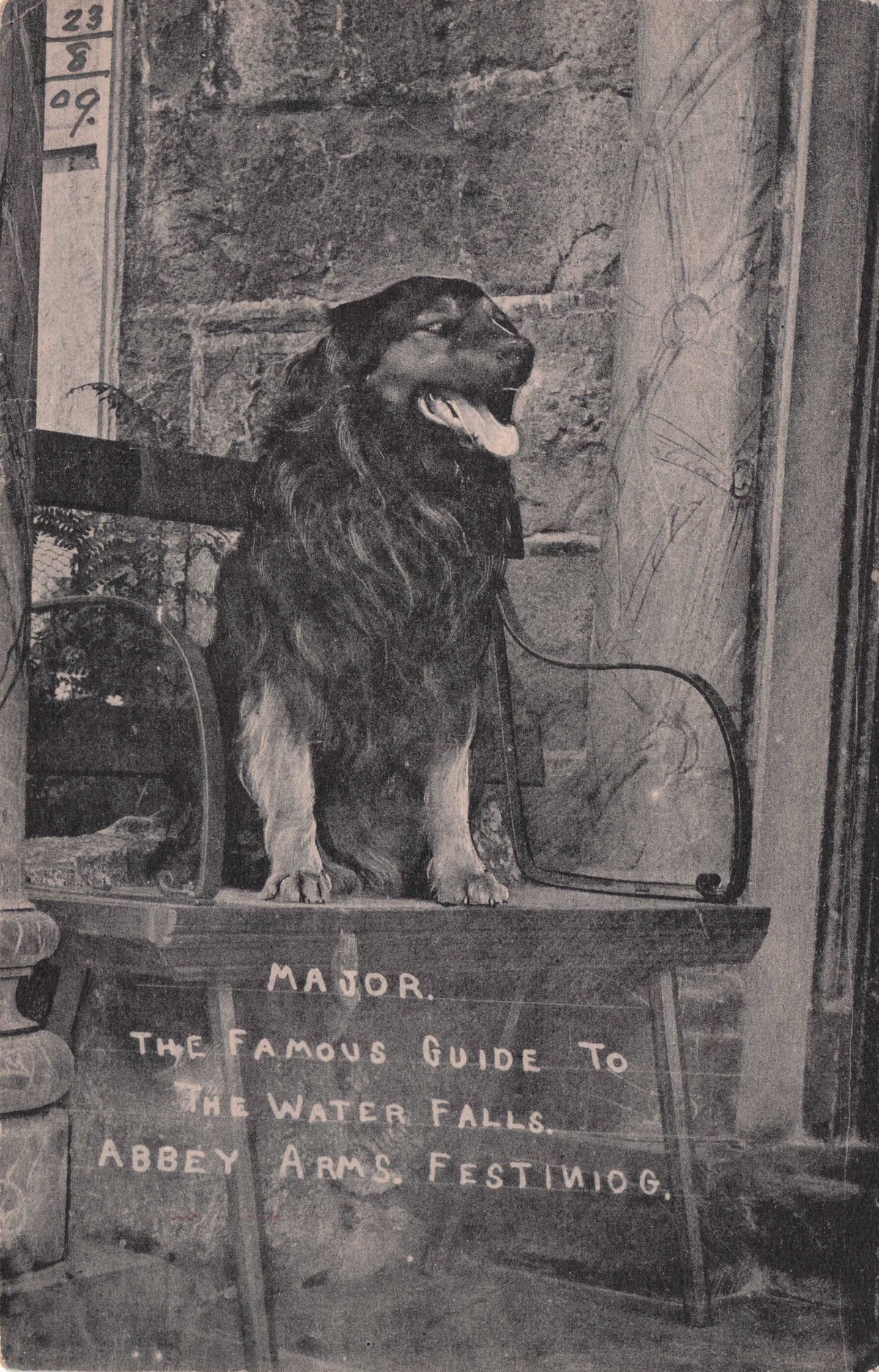 Major The Dog at Abbey Arms Water Falls Festiniog Gwynedd Wales Old Postcard