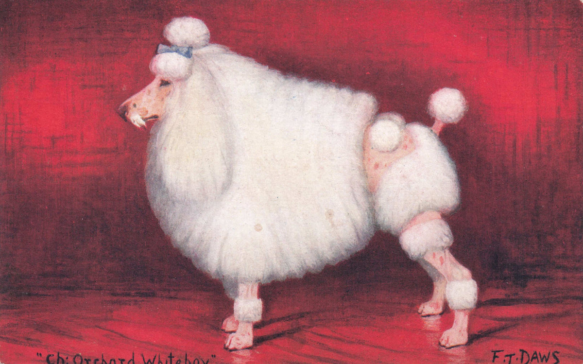 White Poodle Spratts Food Old Champion Dog Breeding Antique Postcard