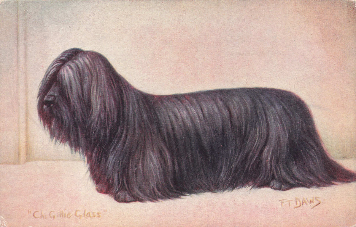 Skye Terrier Spratts Food Old Champion Dog Breeding Antique Postcard