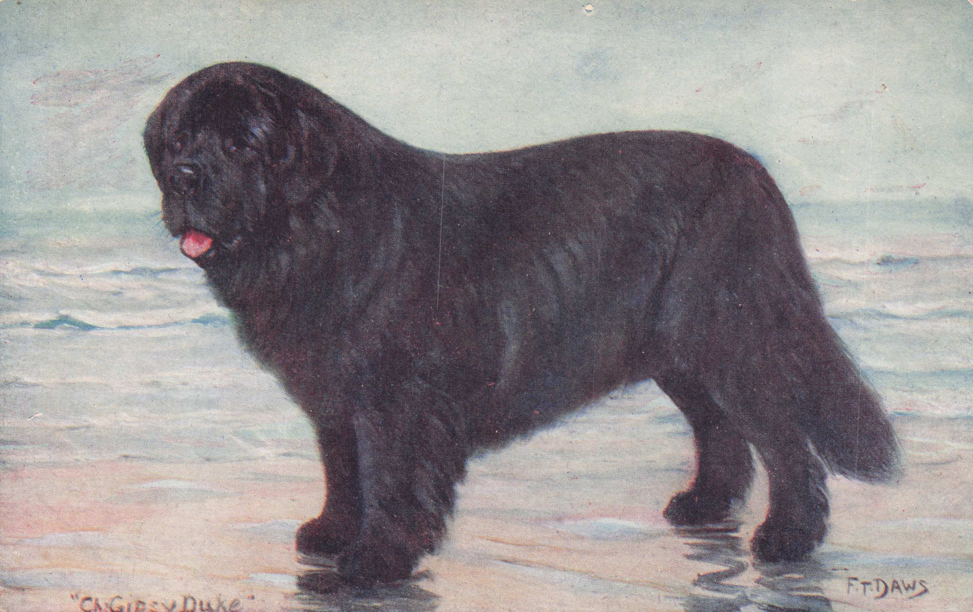 Newfoundland Spratts Food Old Champion Dog Breeding Antique Postcard