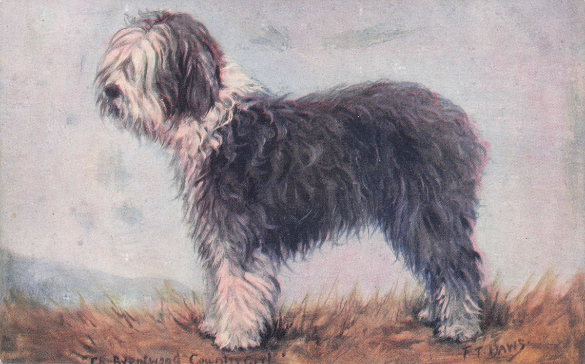 Bob Tailed Sheep Spratts Food Old Champion Dog Breeding Antique Postcard