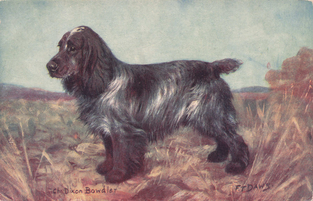 Cocker Spaniel Spratts Food Old Champion Dog Breeding Antique Postcard