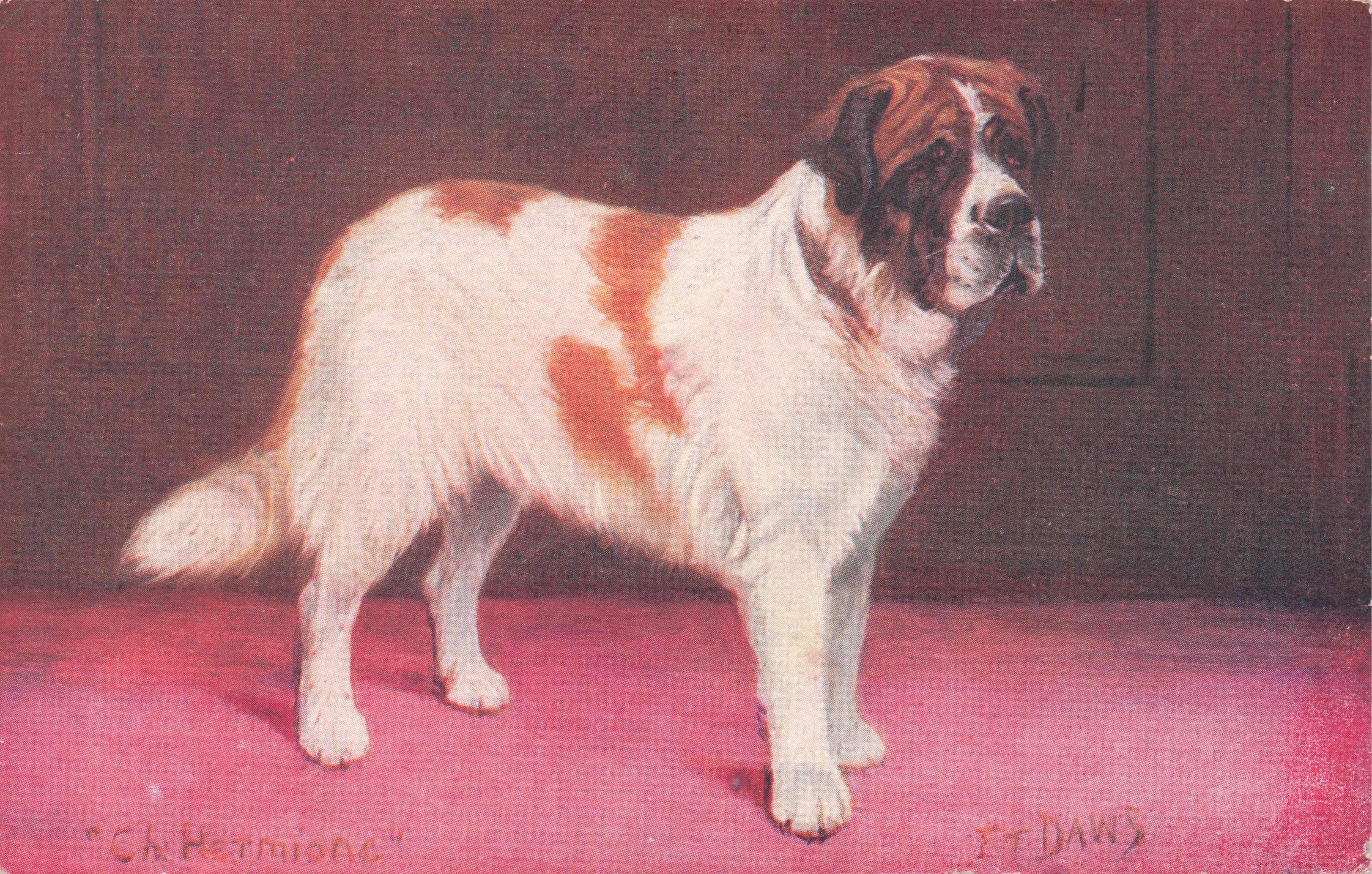Saint St Bernard Spratts Food Old Champion Dog Breeding Antique Postcard