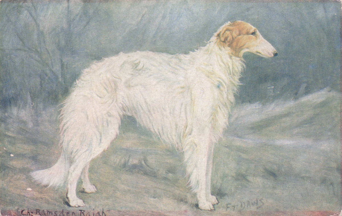 Borzo Spratts Food Old Champion Dog Breeding Antique Postcard
