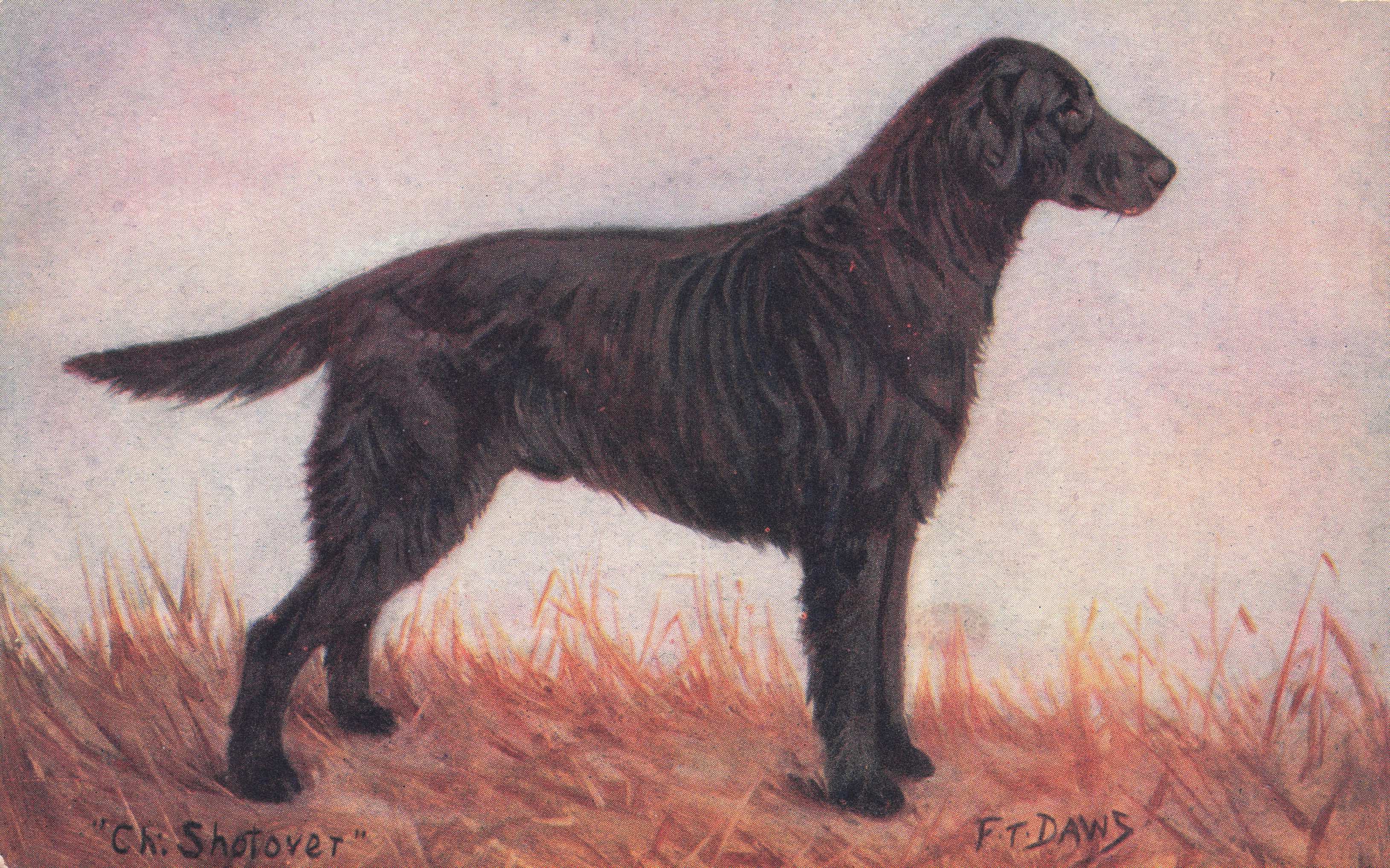 Flat Coated Retriever Spratts Food Old Champion Dog Breeding Antique Postcard