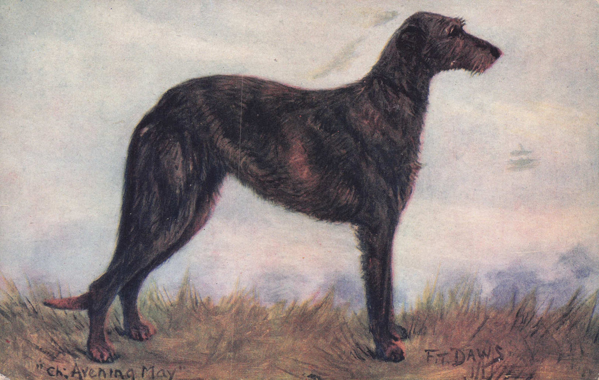 Deerhound Spratts Food Old Champion Dog Breeding Antique Postcard