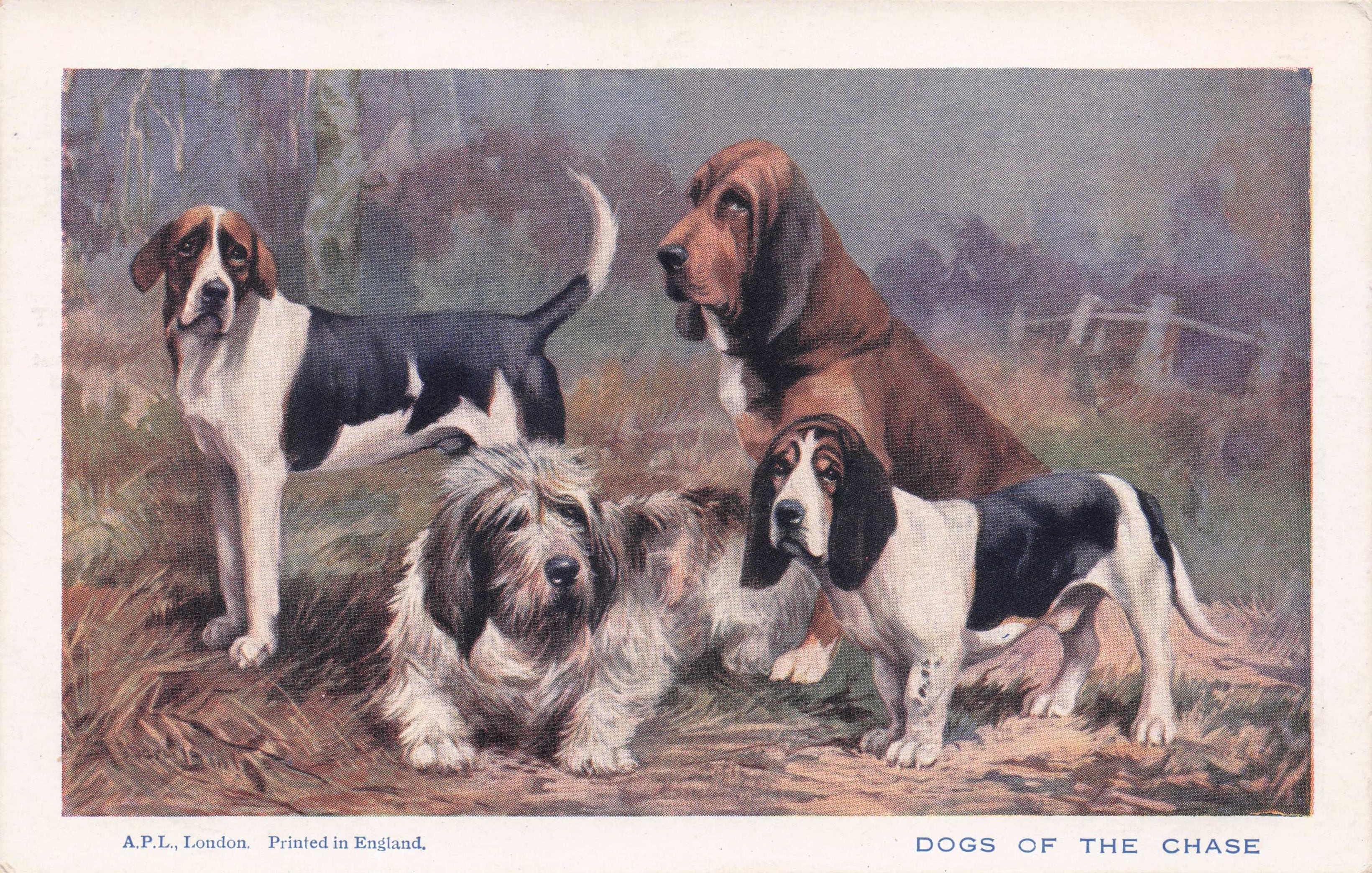 Dogs Of The Chase Fox Otter Blod Hound Beagle Spratts Antique Rare Postcard