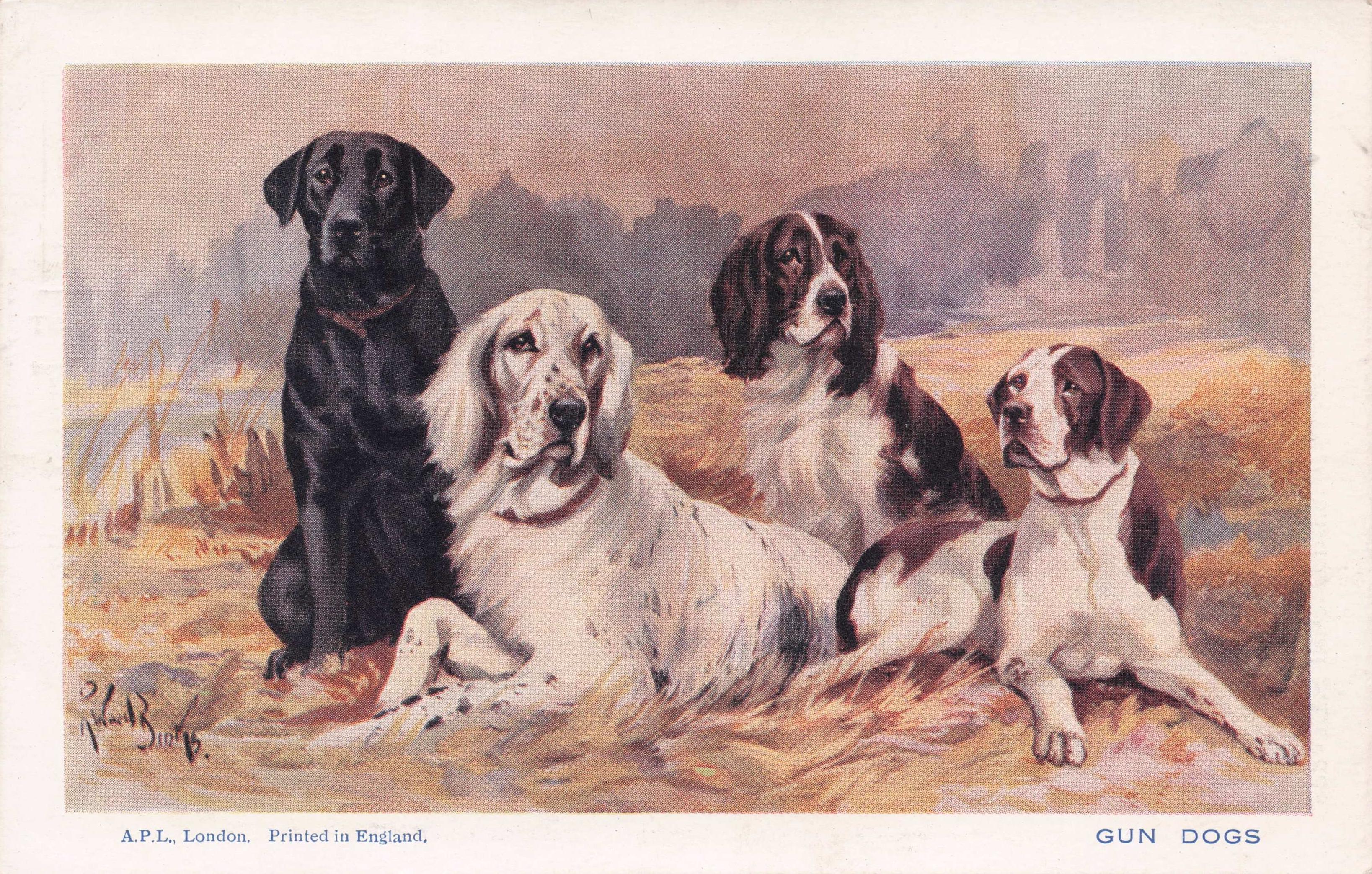 Gun Dogs Spratts English Gordon Setter Pointer Spaniel Bar Antique Dog Postcard