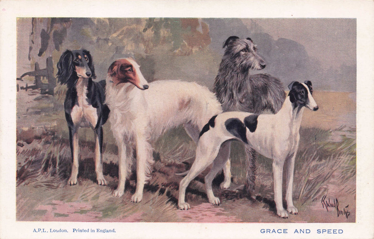 Grace & Speed Greyhound Russian Whippet Borzoi Saluki Old Spratts Dog Postcard
