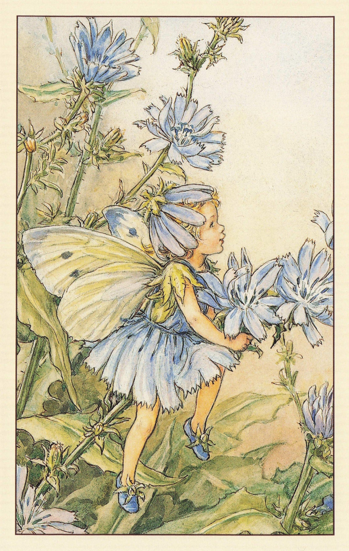 The Chicory Fairy Flower Fairies From Old Book Artist Postcard
