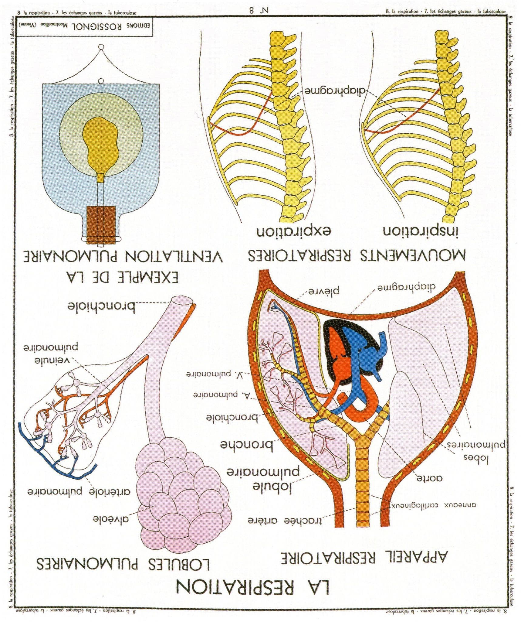 The Lungs Respiration Respiratory System Old School Wall Chart Postcard
