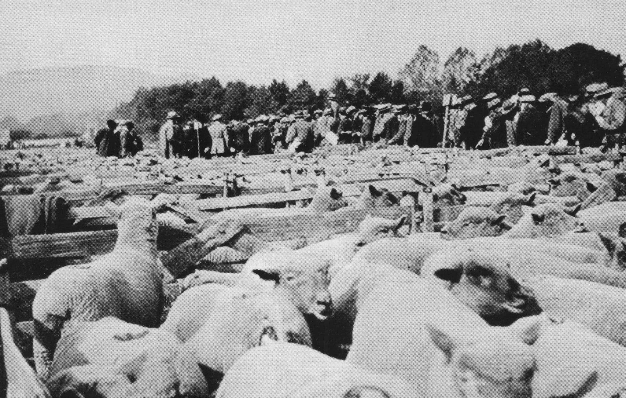 Findon 1920 Farming Sheep Fair Sussex Postcard
