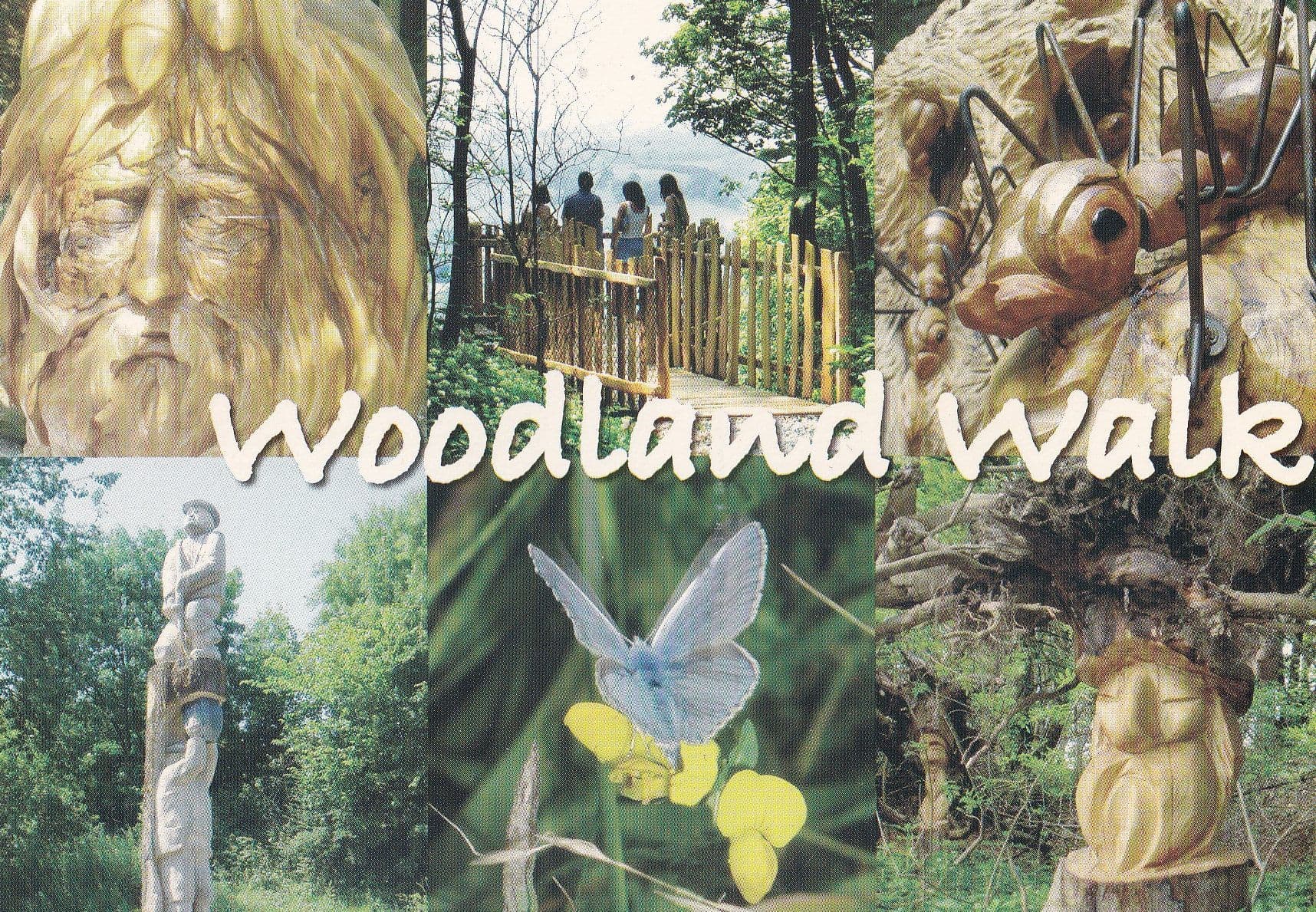 Woodland Walk Crich Derby Tramway Museum Postcard