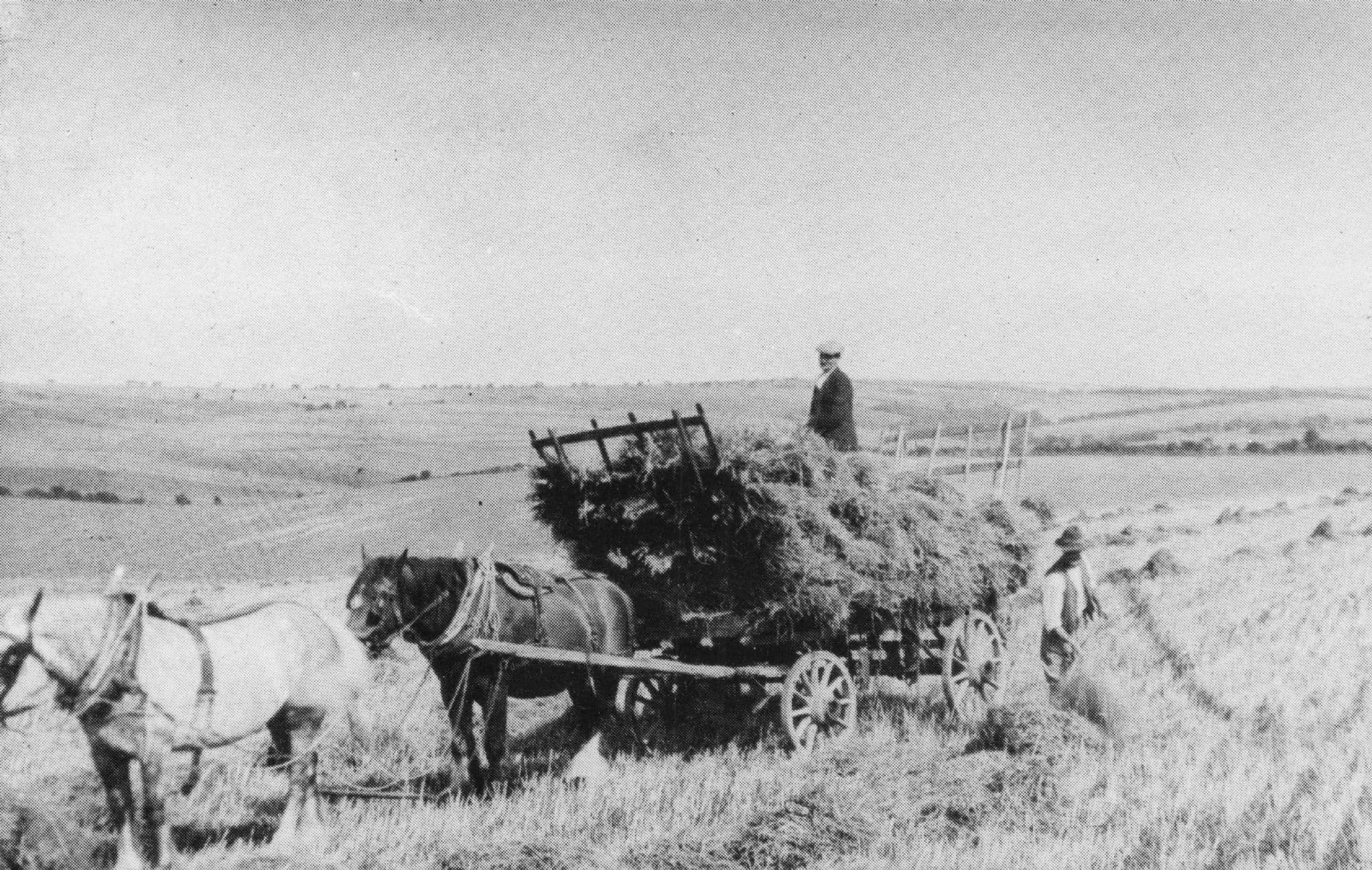 Worthing Downs Farmer Transport Farming Cereal Crop Sussex Postcard