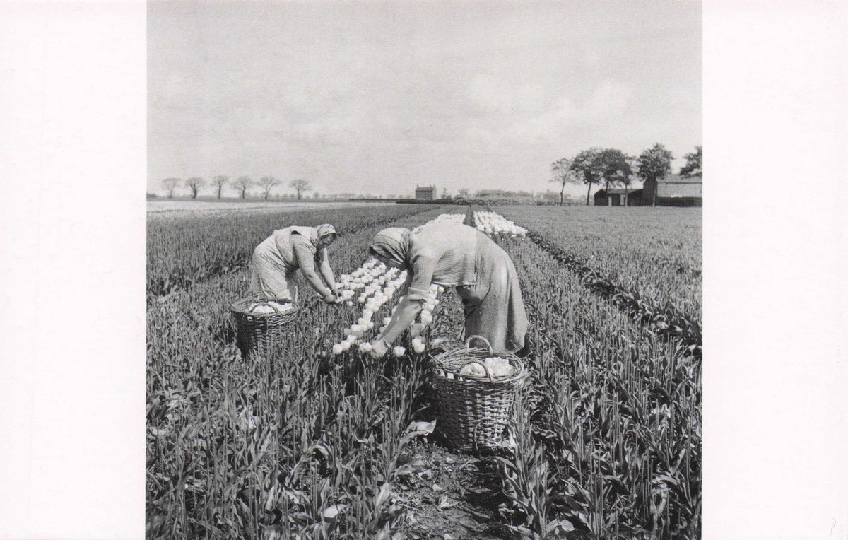 1950s Tulip Picking in Spalding Lincolnshire Rare Award Photo Postcard