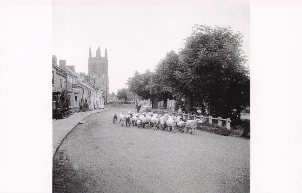 Old Farmer Sheep Herding At in 1950s Hemsley Yorkshire Award Photo Postcard