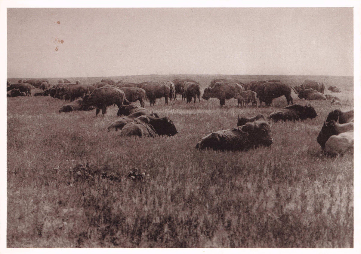 Great Plains Indians Buffalo Herds Native American Rare Nomadic Photo Postcard