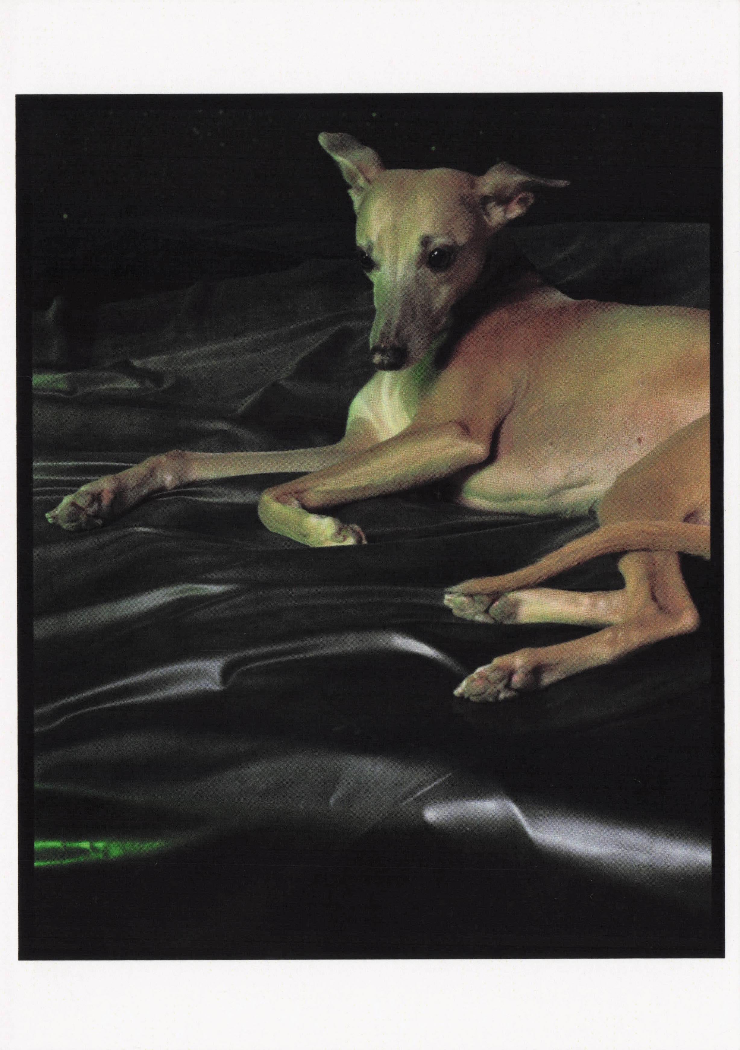 Pet Dog On Luxury Designer Satin Bed 2001 Photo Art Award Postcard