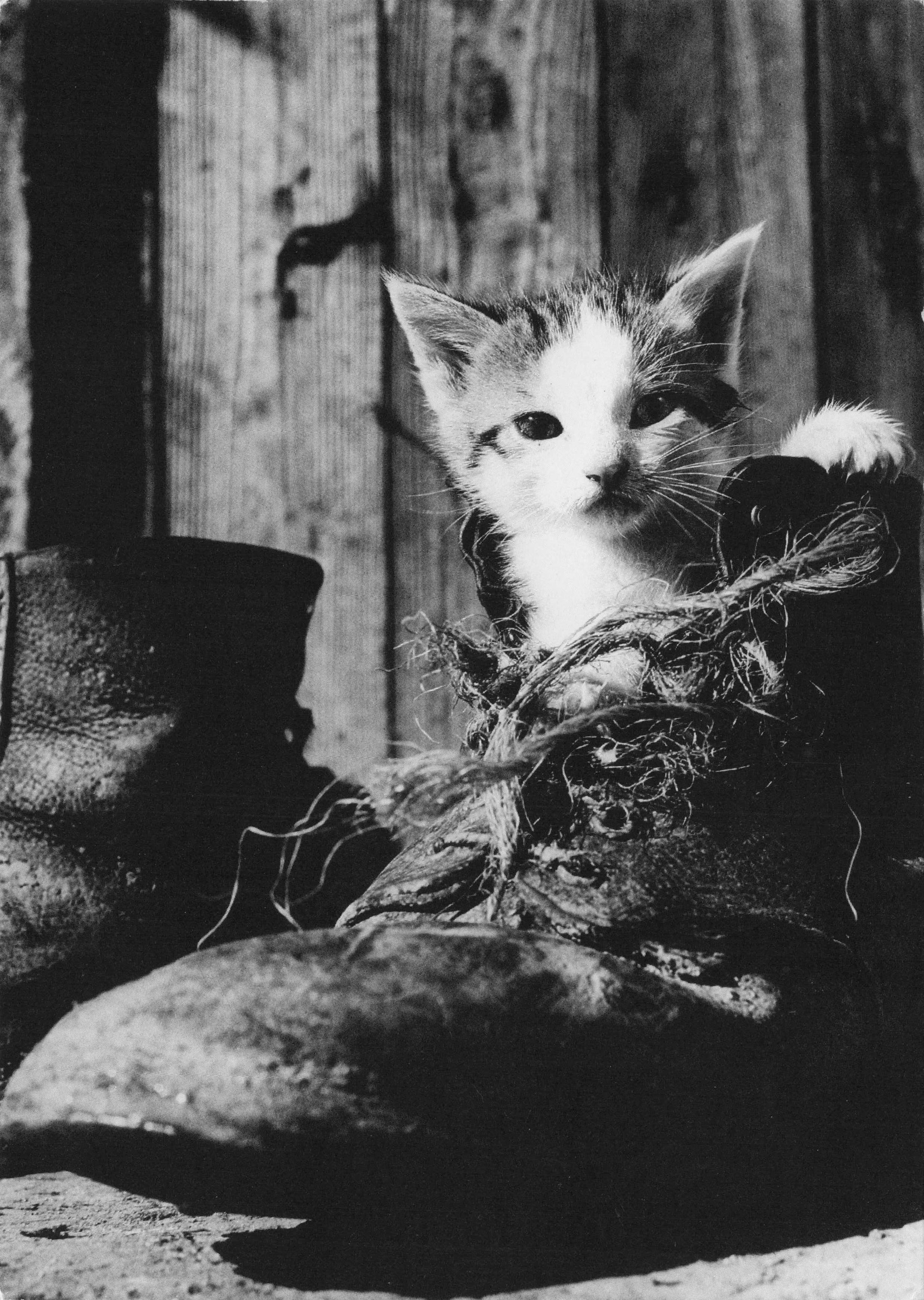 Kitten Cat In Giant Old Leather Shoes Switzerland Comic Photo Postcard