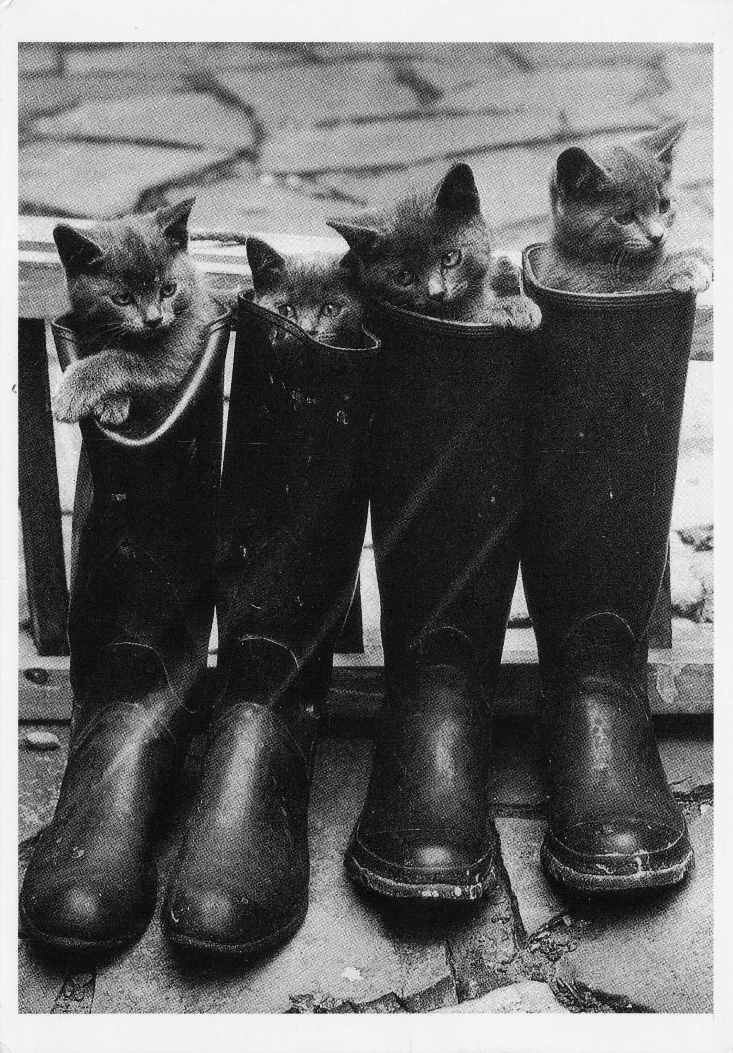 Parade Of Kittens Cats Stuck In Wellington Boots Comic Photo Postcard