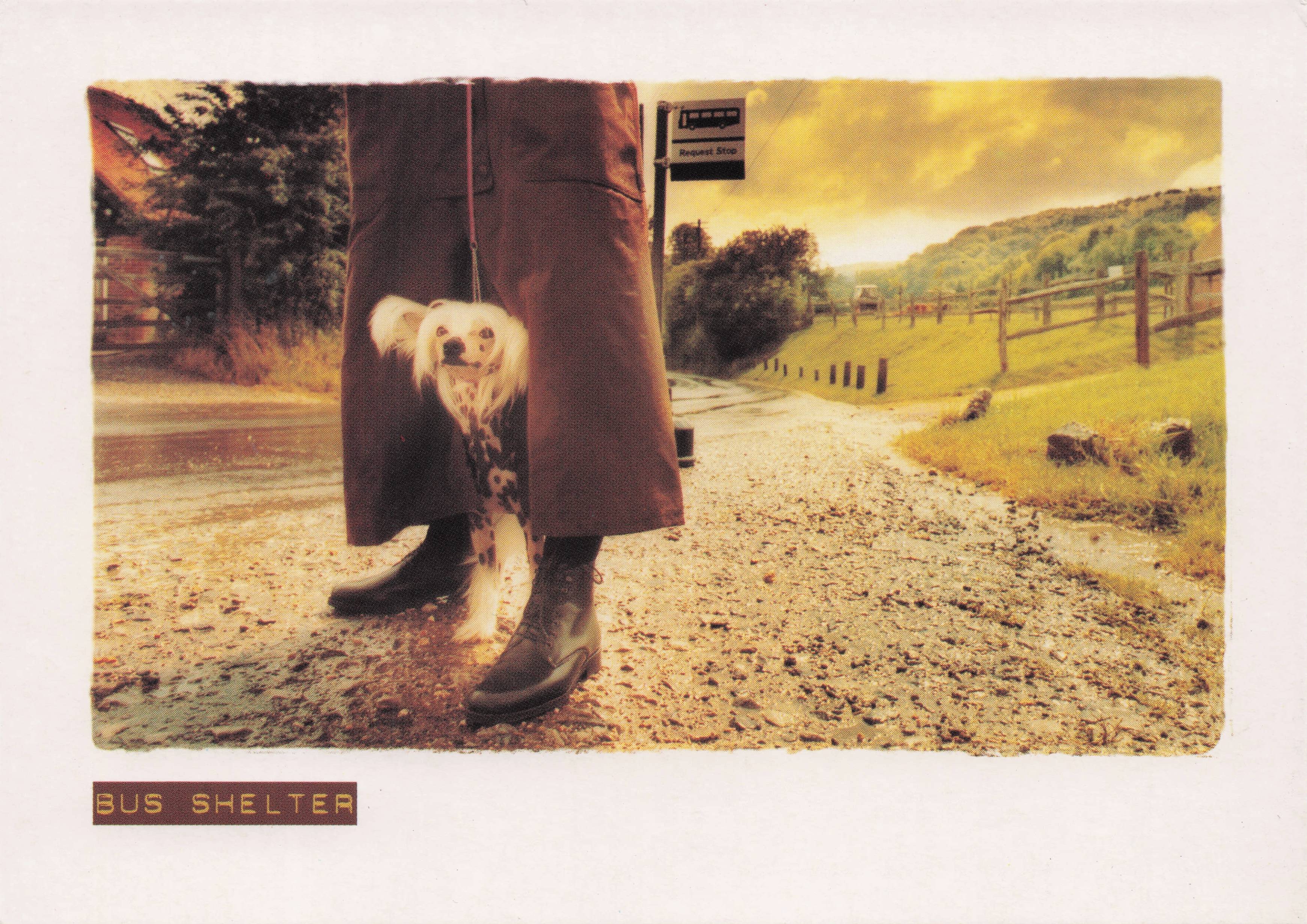 Hush Puppies Shoes Dog In Ladies Legs Bus Shelter Advertising Postcard