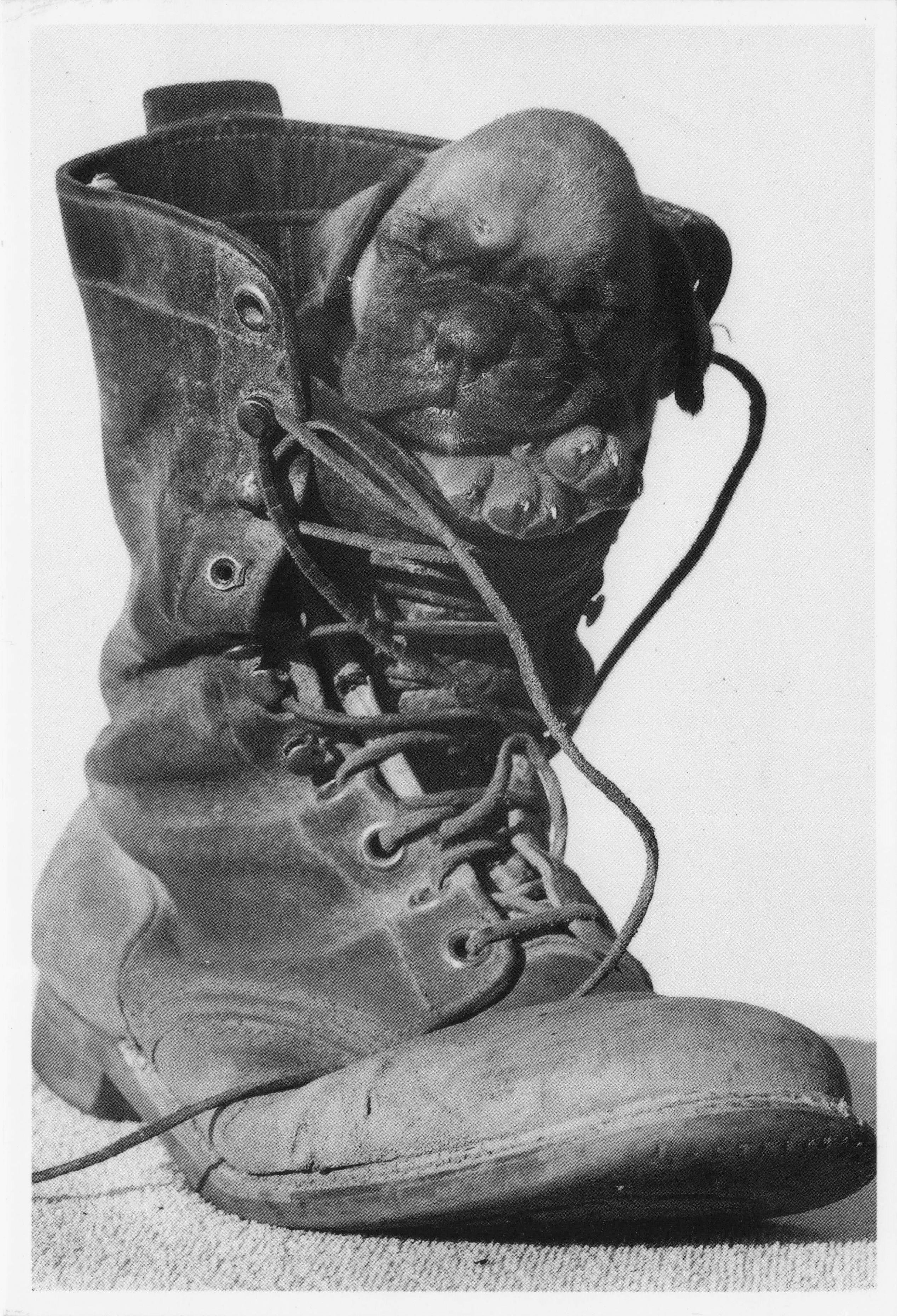 Puppy Dog Sleeping In Old Leather Boot Shoe Photo Comic Postcard
