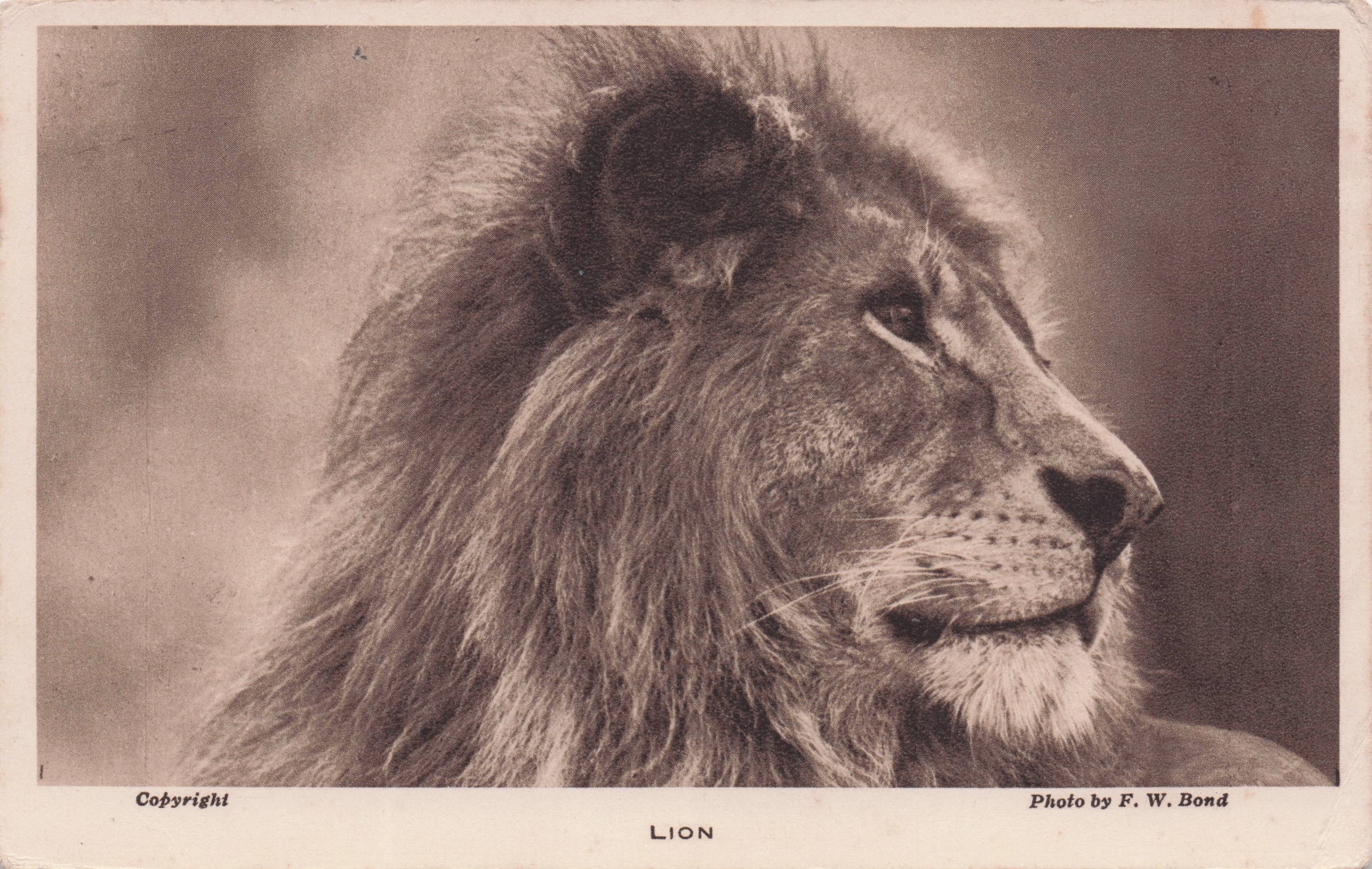 Handsome Old Lion At London Zoo Antique Animal Postcard