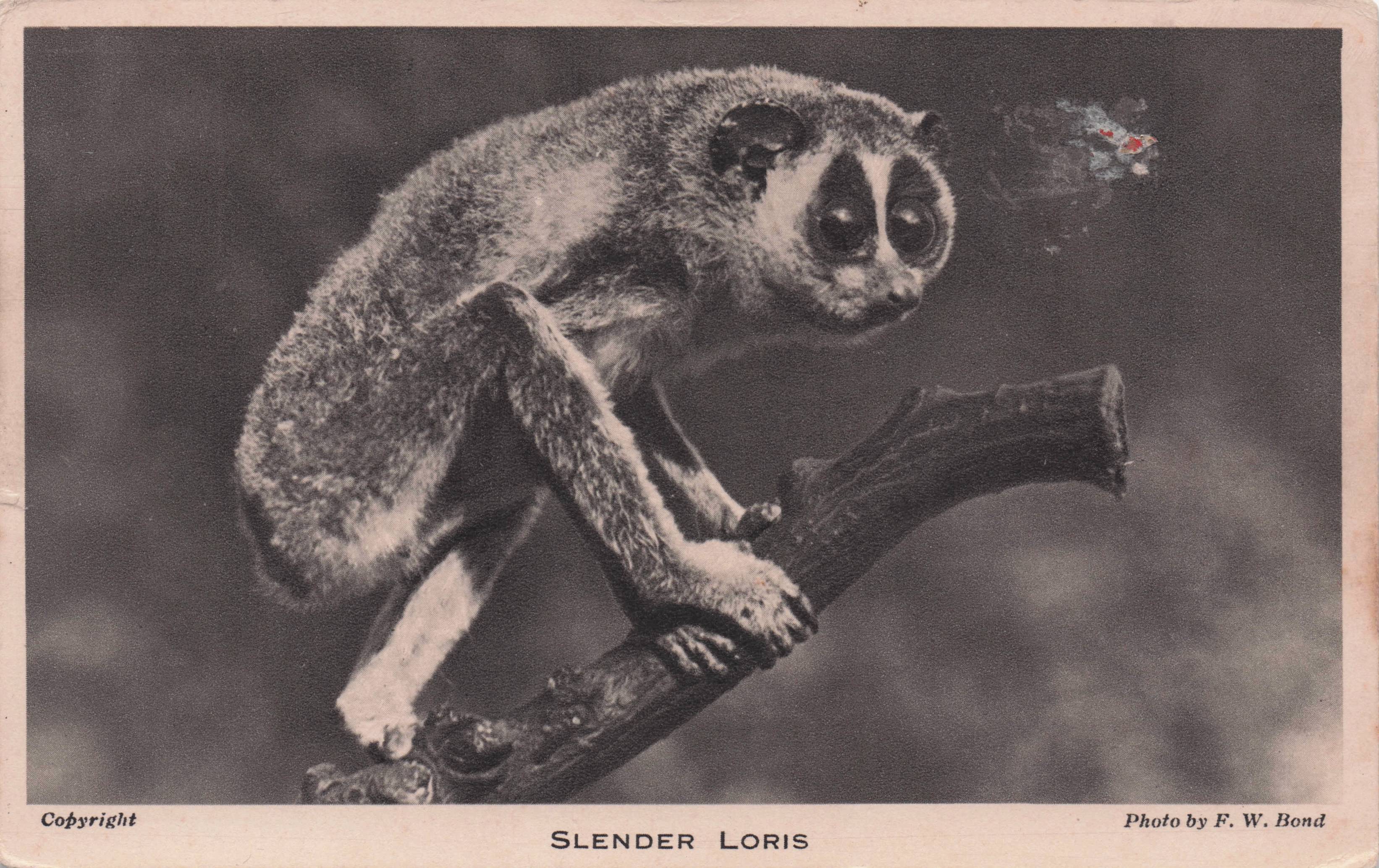 Slender Loris At London Zoo Antique Rare Animal Postcard