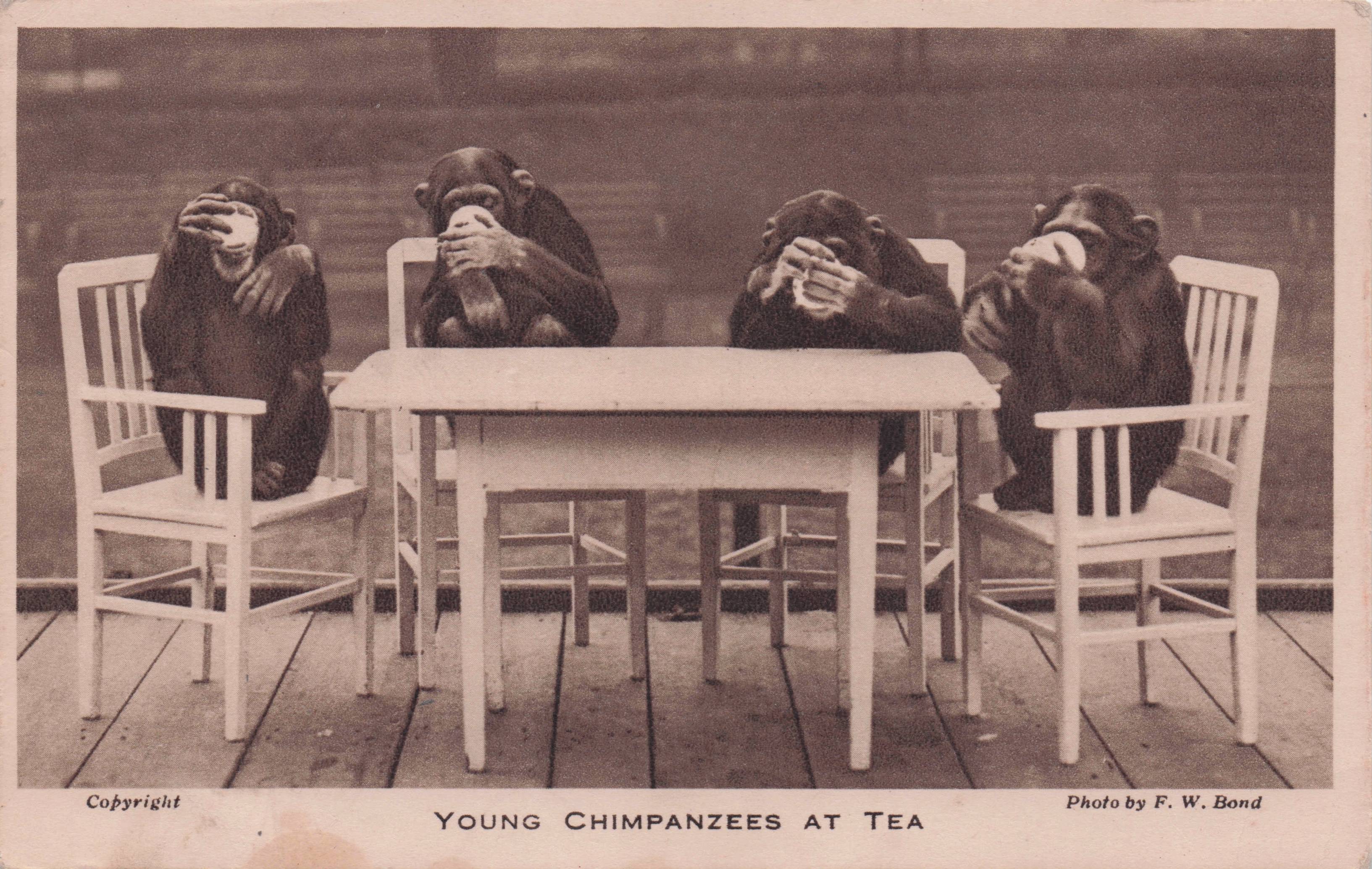 Young Chimpanzee Tea Party London Zoo Old Animal Postcard