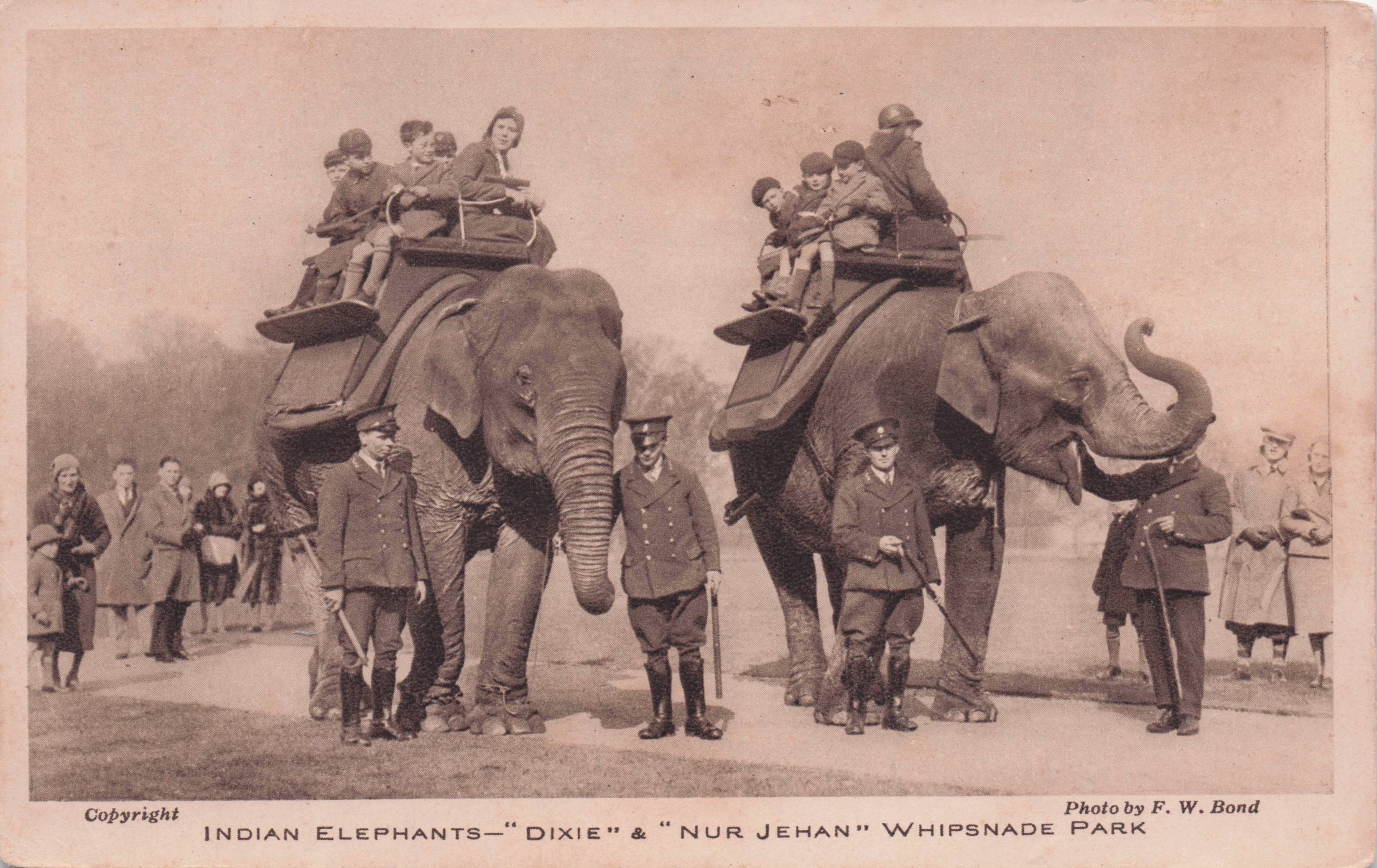 Indian Elephants Dixie & Nur Jehan At Whipsnade London Zoo Old Postcard