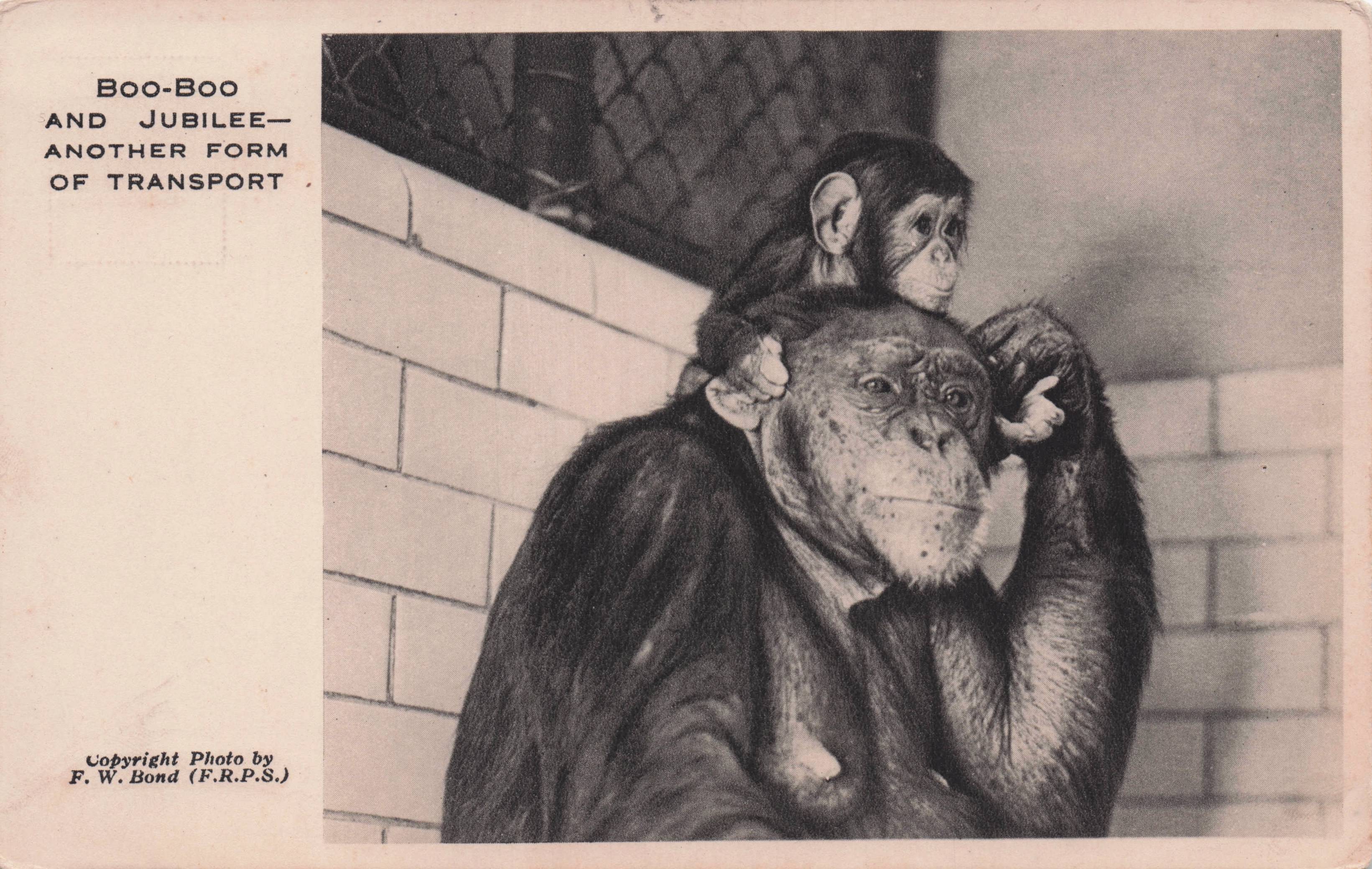 Boo Boo & Jubilee Monkeys 2x London Zoo Antique Postcard s