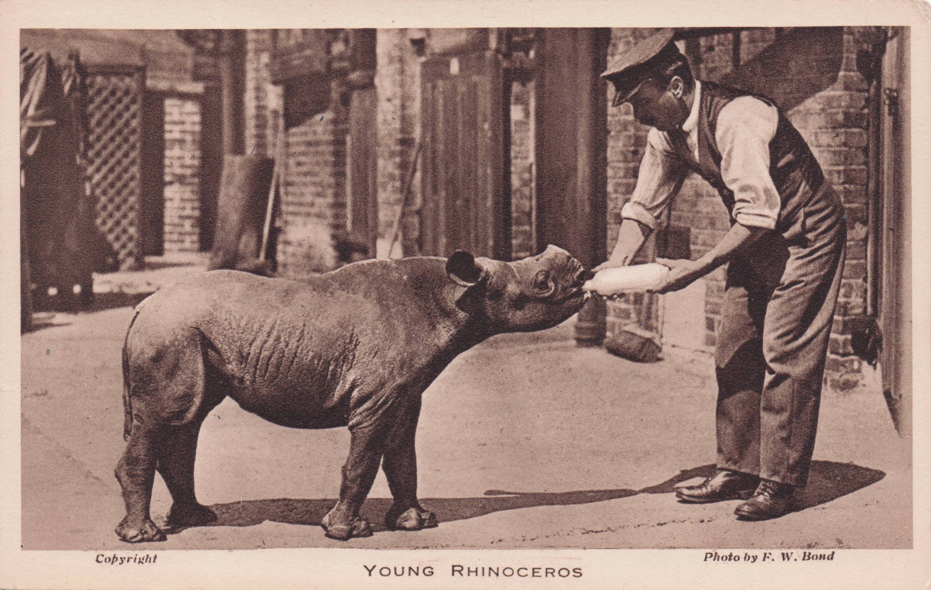 Young Rhinoceros Being Fed at London Zoo Antique Postcard