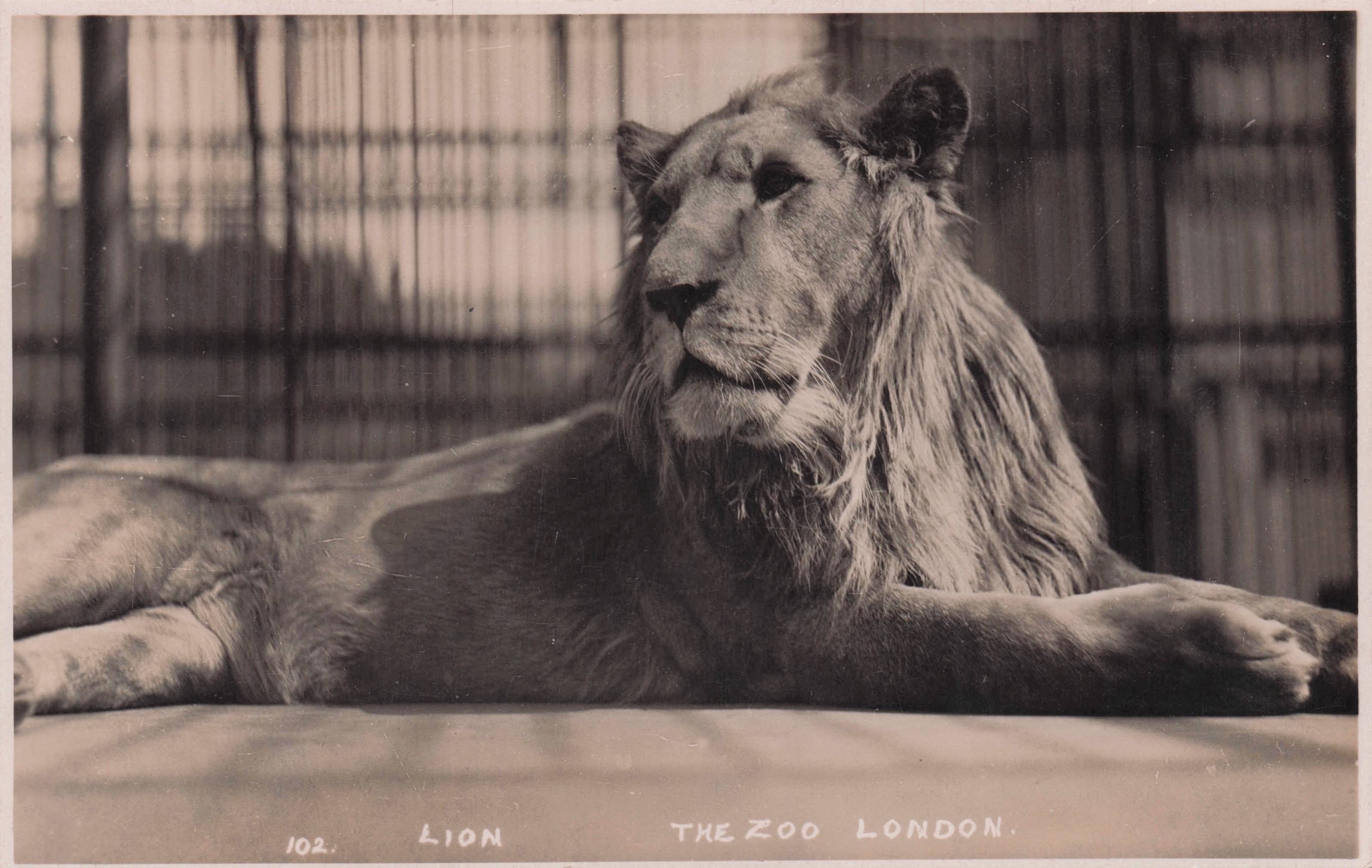 Lion Stirring At London Zoo Antique Real Photo Glossy Postcard