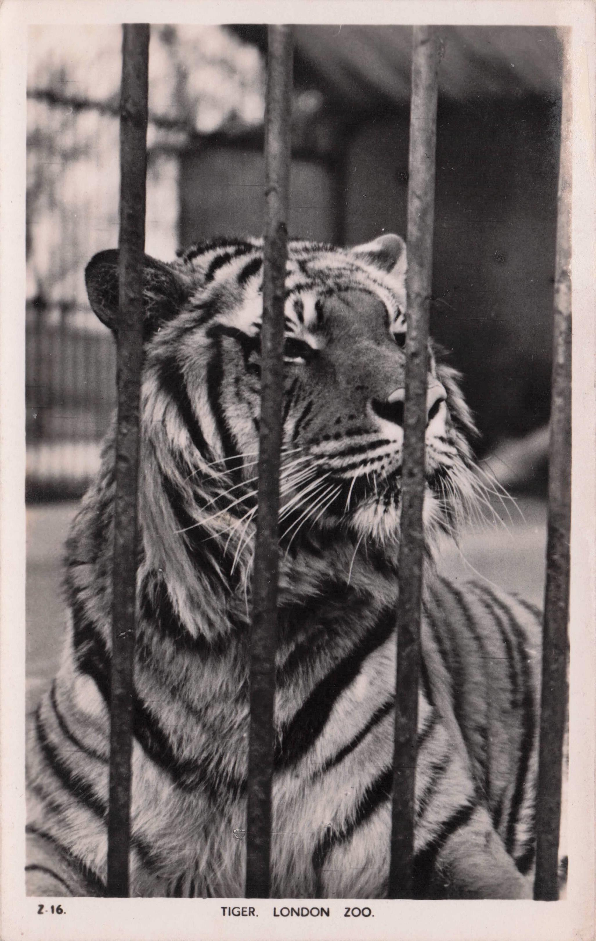 Tiger Smelling The Cage Bars at London Zoo Antique RPC Postcard
