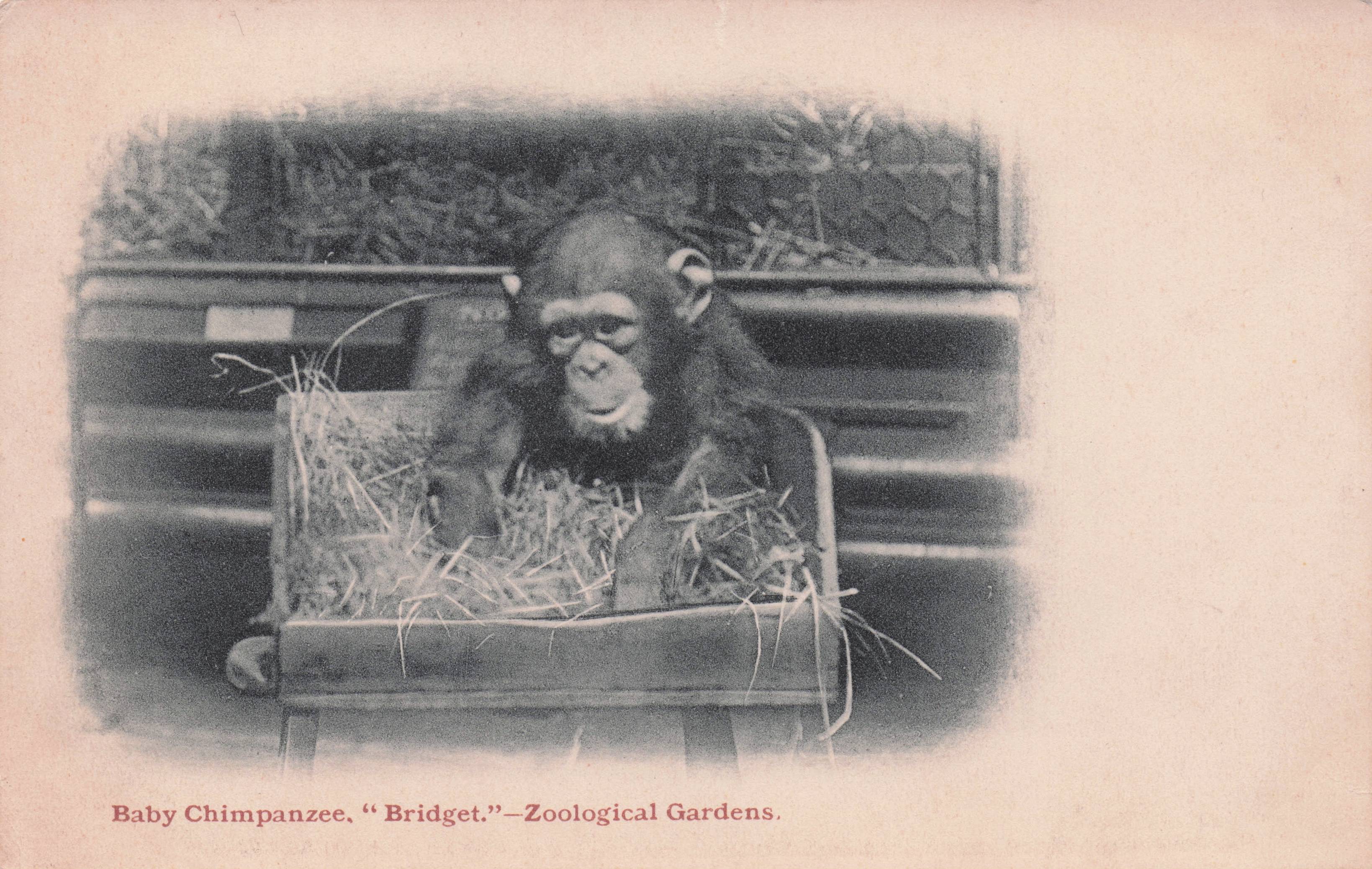 Bridget London Zoo Baby Chimpanzee Playing With Box Antique Postcard