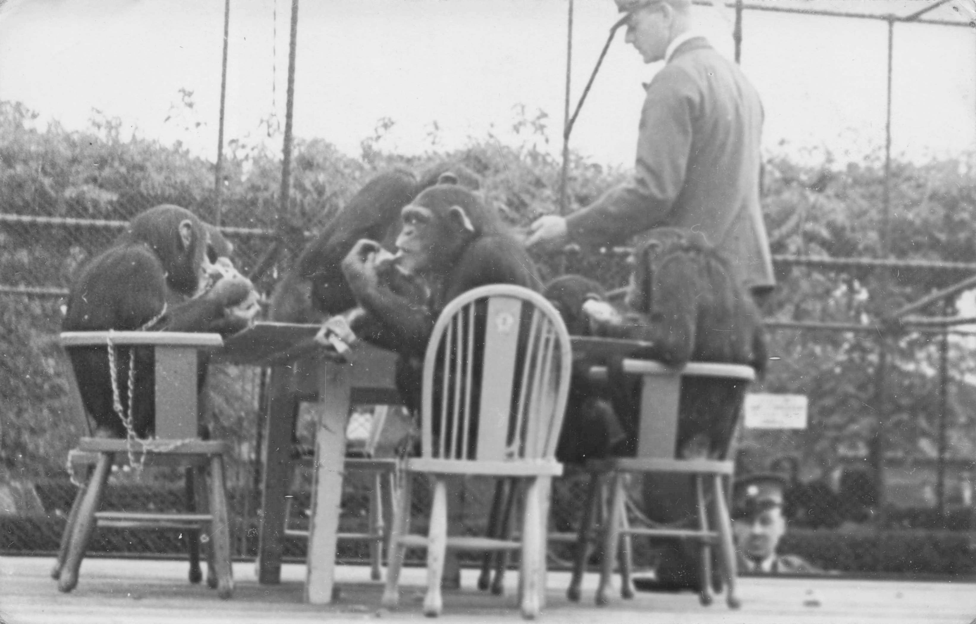 Chimpanzee Tea Party at London Zoo Hitler Keeper Rare RPC Postcard