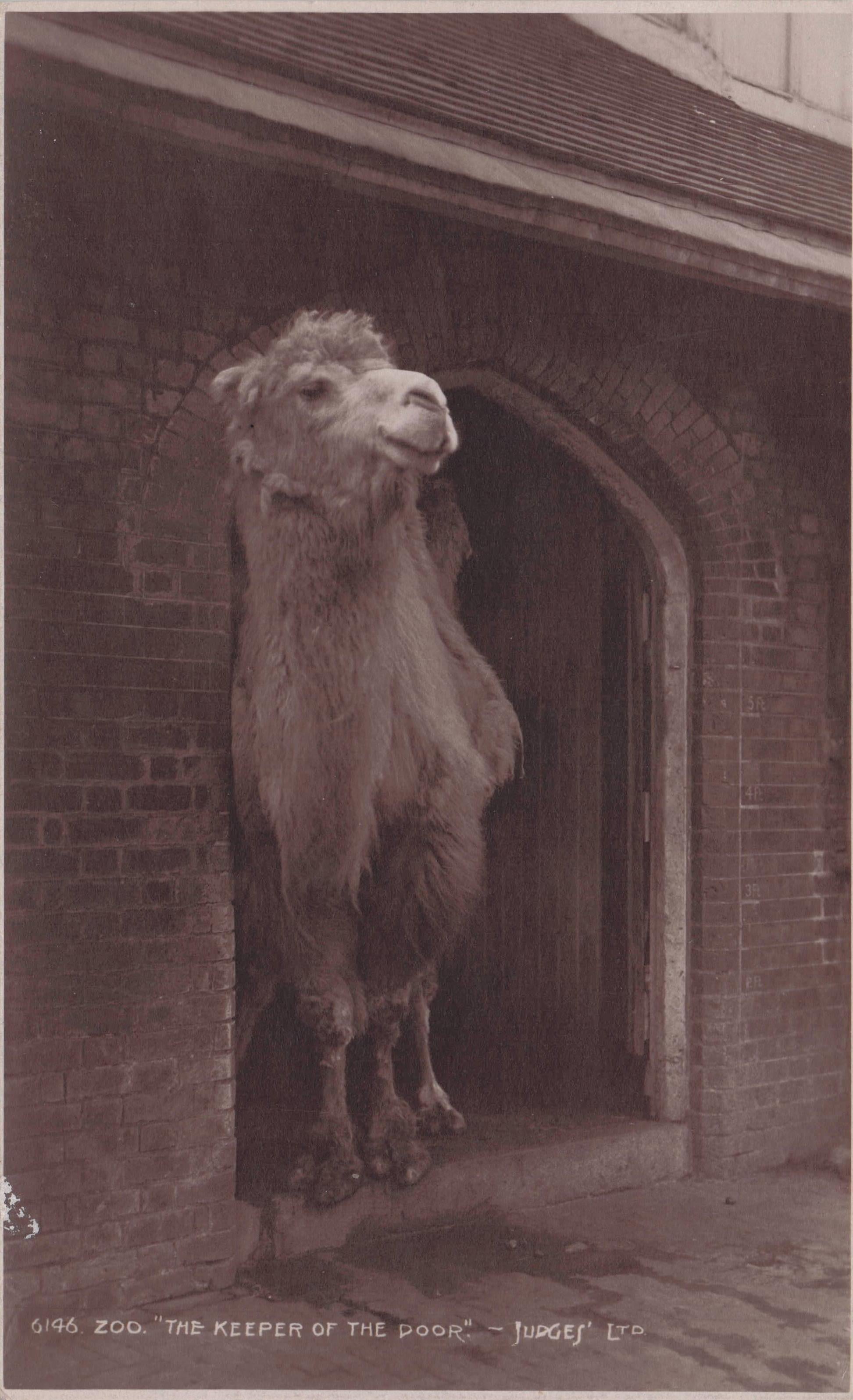 Llama Keeper Of The Door Judges Antique Animal Postcard