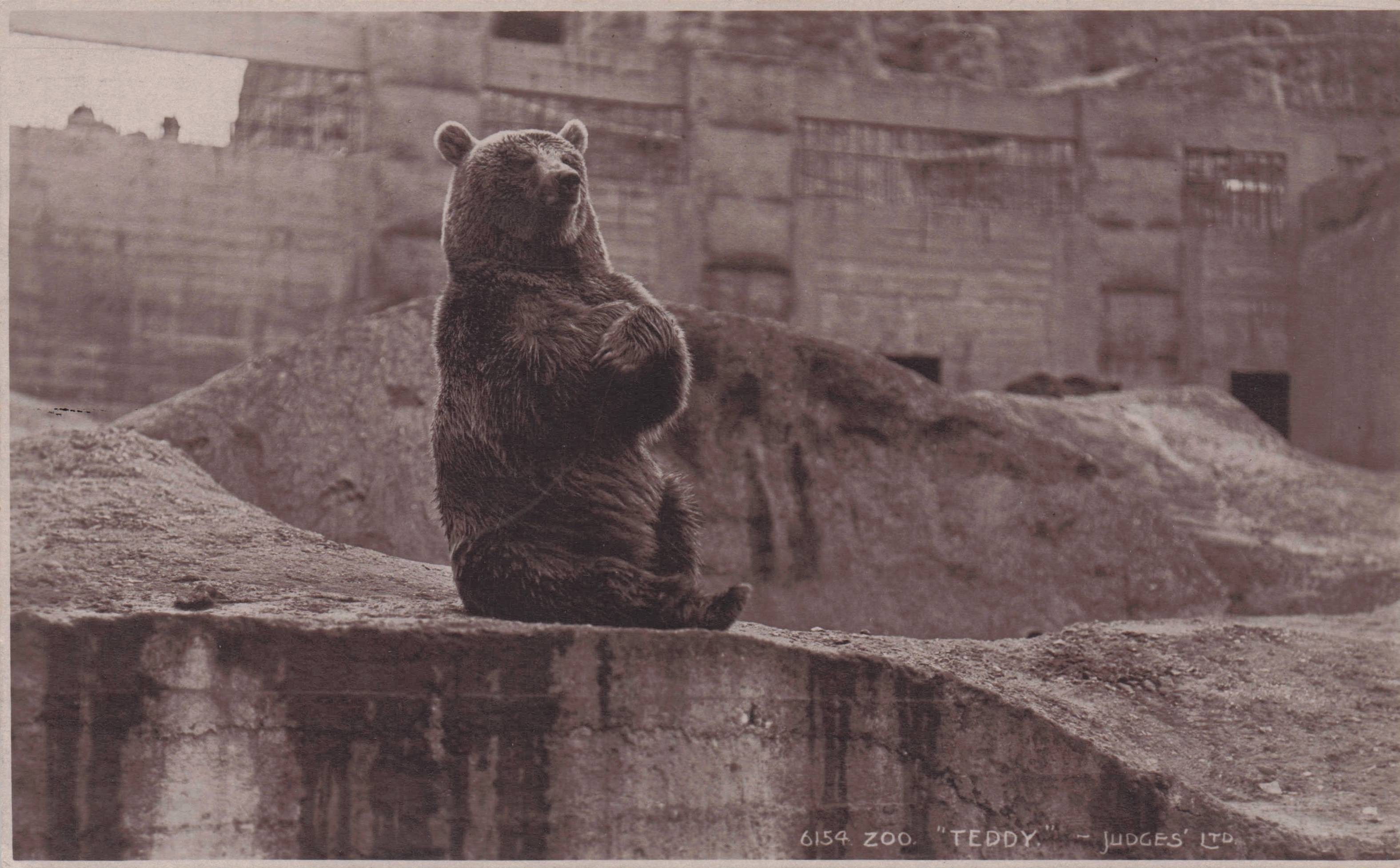 Teddy The London Zoo Bear Rare Judges Animal Old Postcard