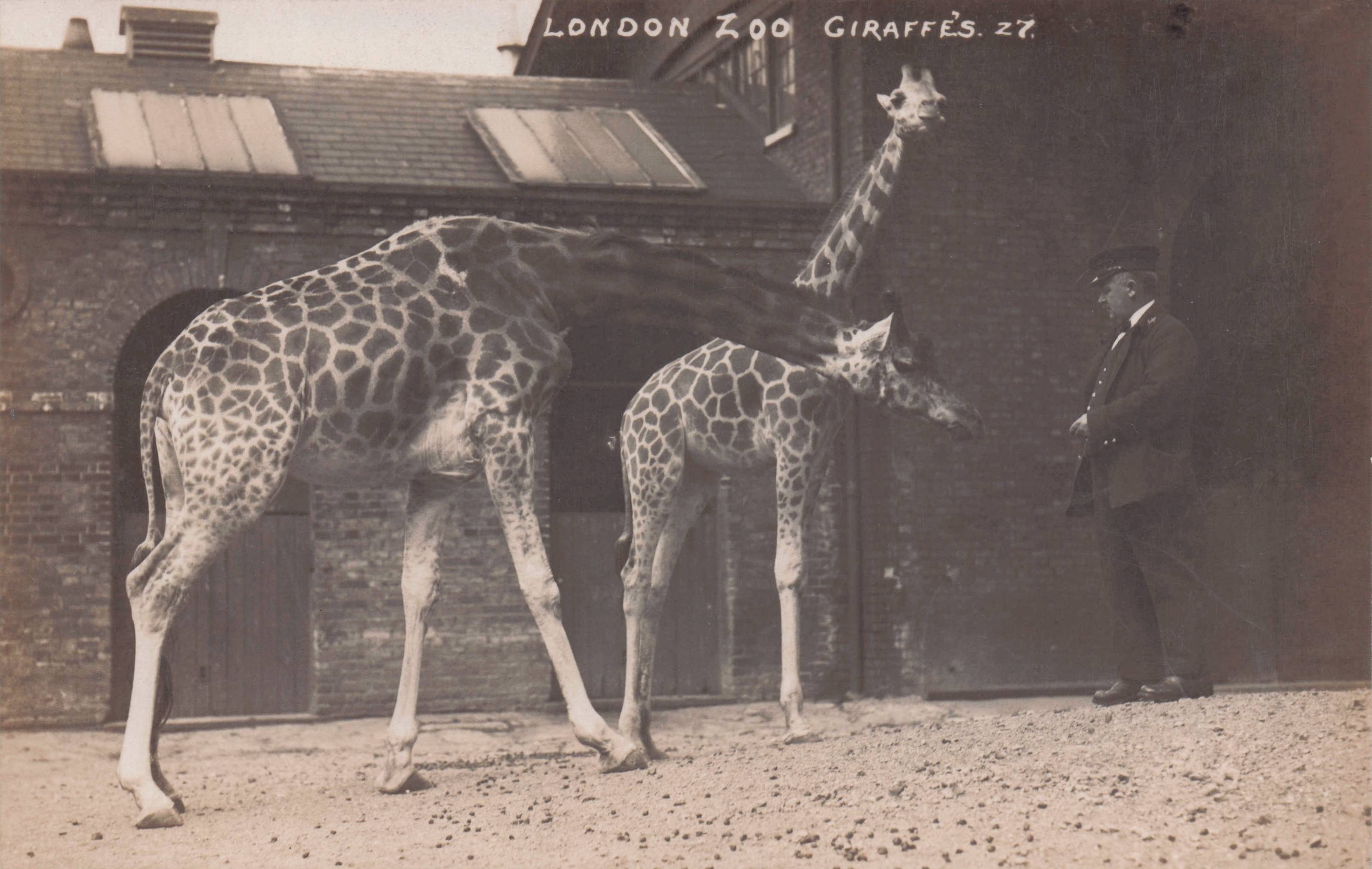 Giraffes Greeting Keeper at London Zoo Antique Real Photo Postcard